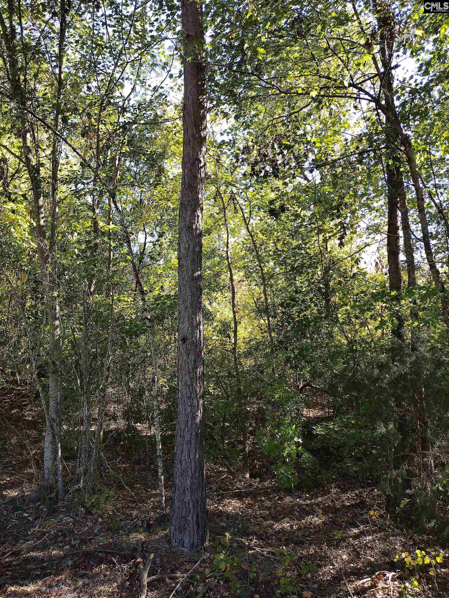TBD Sam Koon Road, Little Mountain, South Carolina image 2
