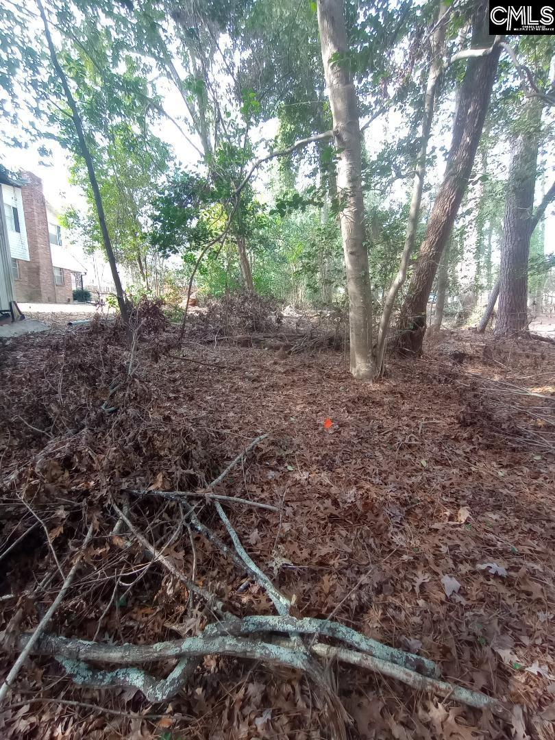 Looking up the property line from the creek