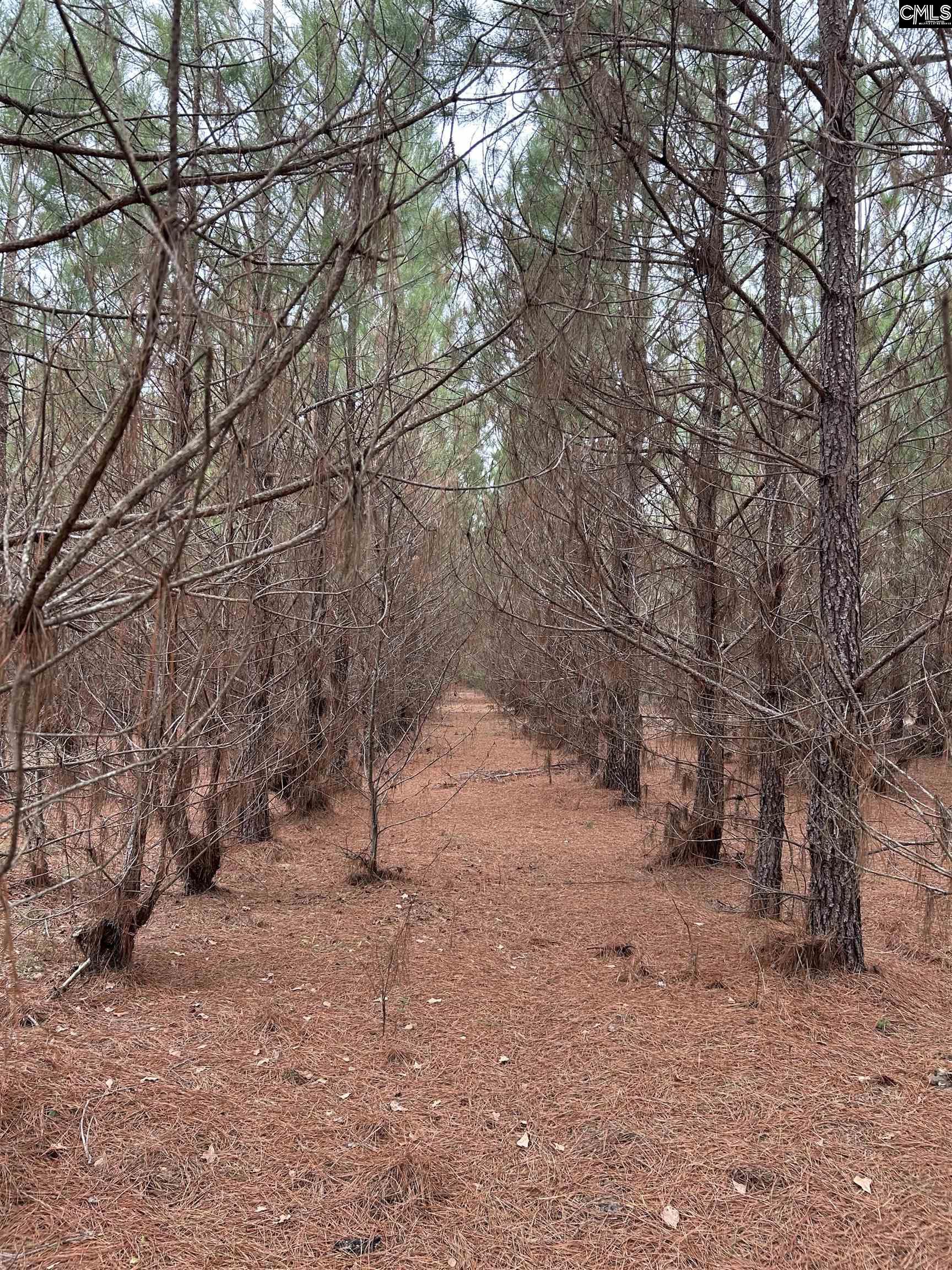 TBD Old Camden Highway, Cassatt, South Carolina image 3