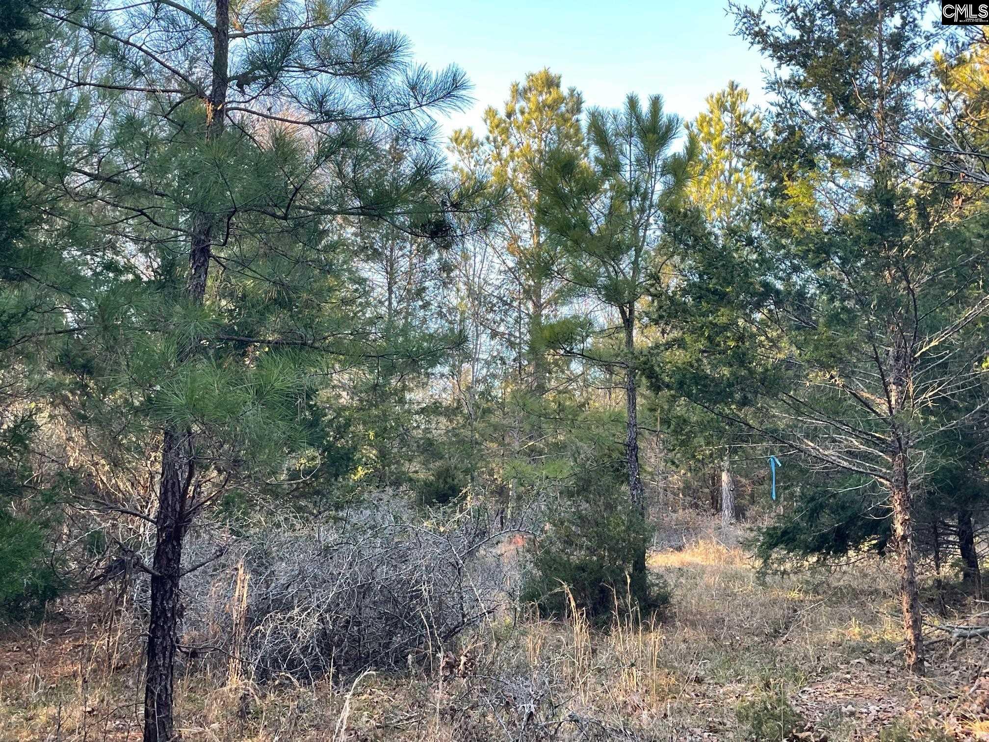 TRACT 2 Sc Highway 219, Pomaria, South Carolina image 5