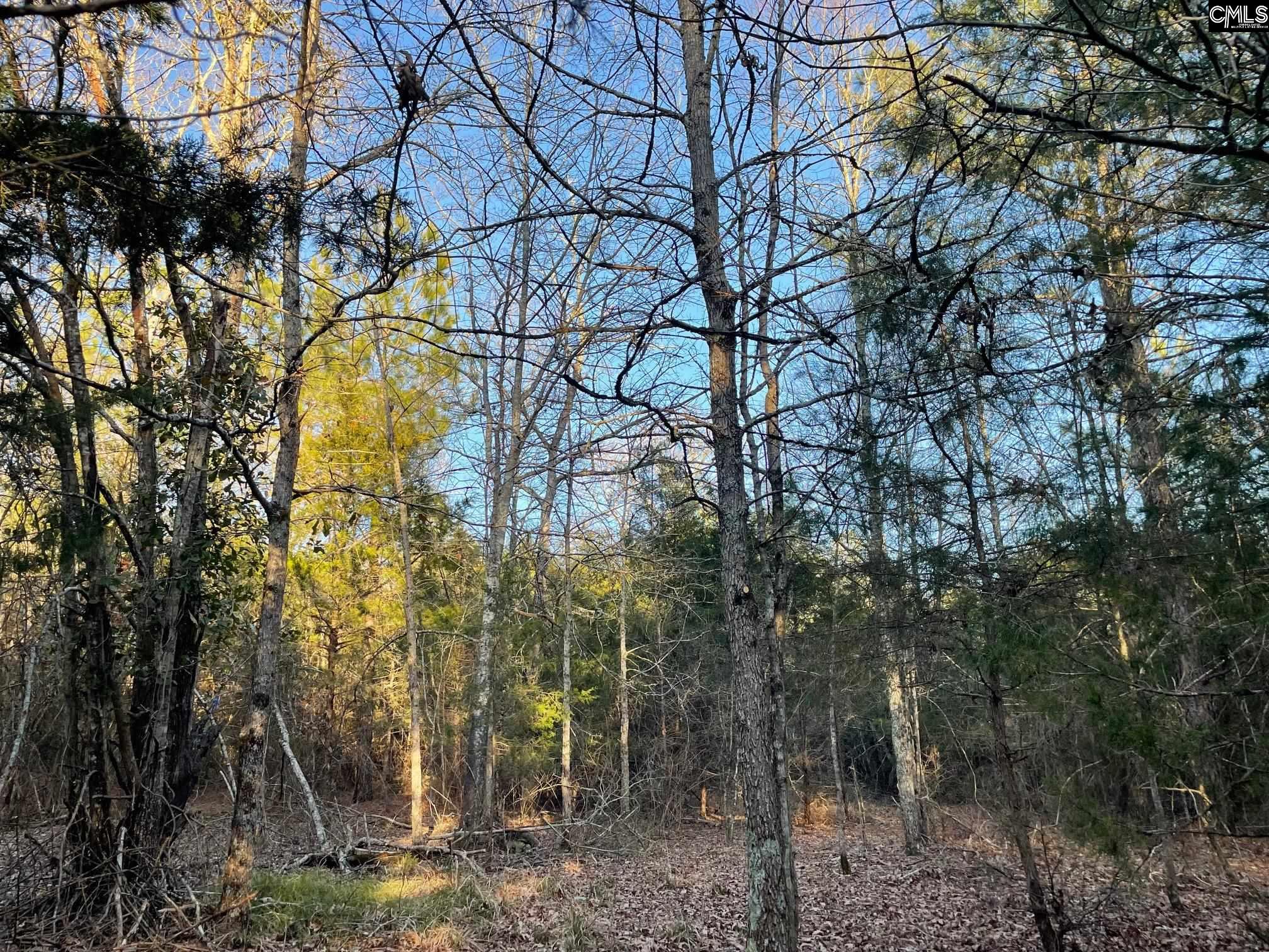 TRACT 2 Sc Highway 219, Pomaria, South Carolina image 8