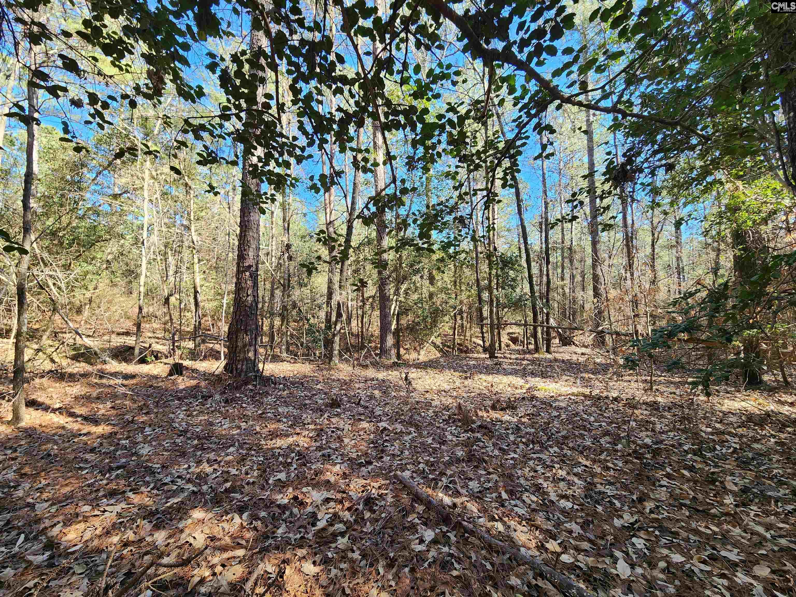 1125 Dan Comalander Drive, Chapin, South Carolina image 12