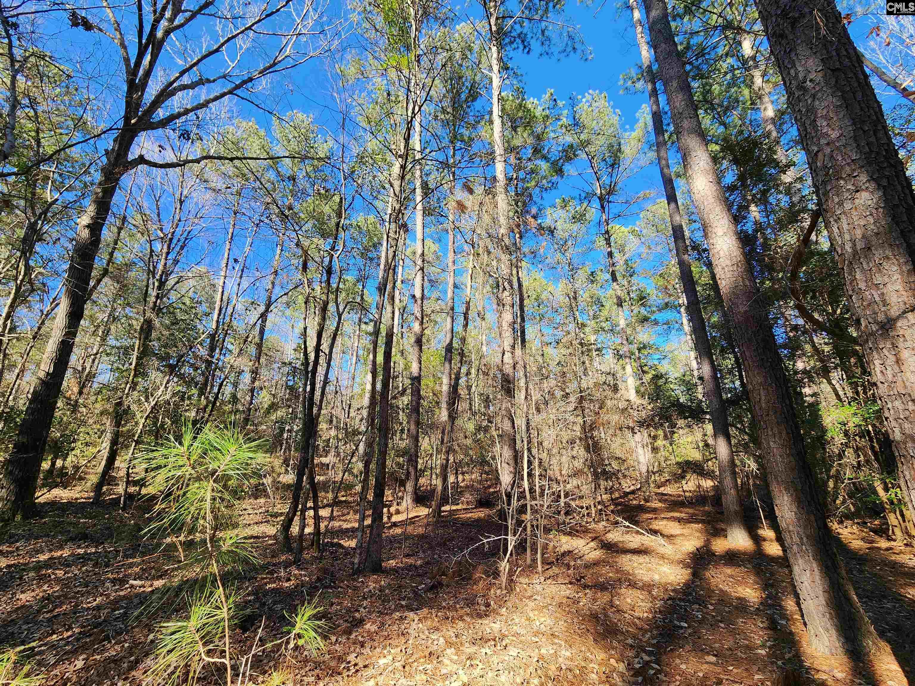 1125 Dan Comalander Drive, Chapin, South Carolina image 13