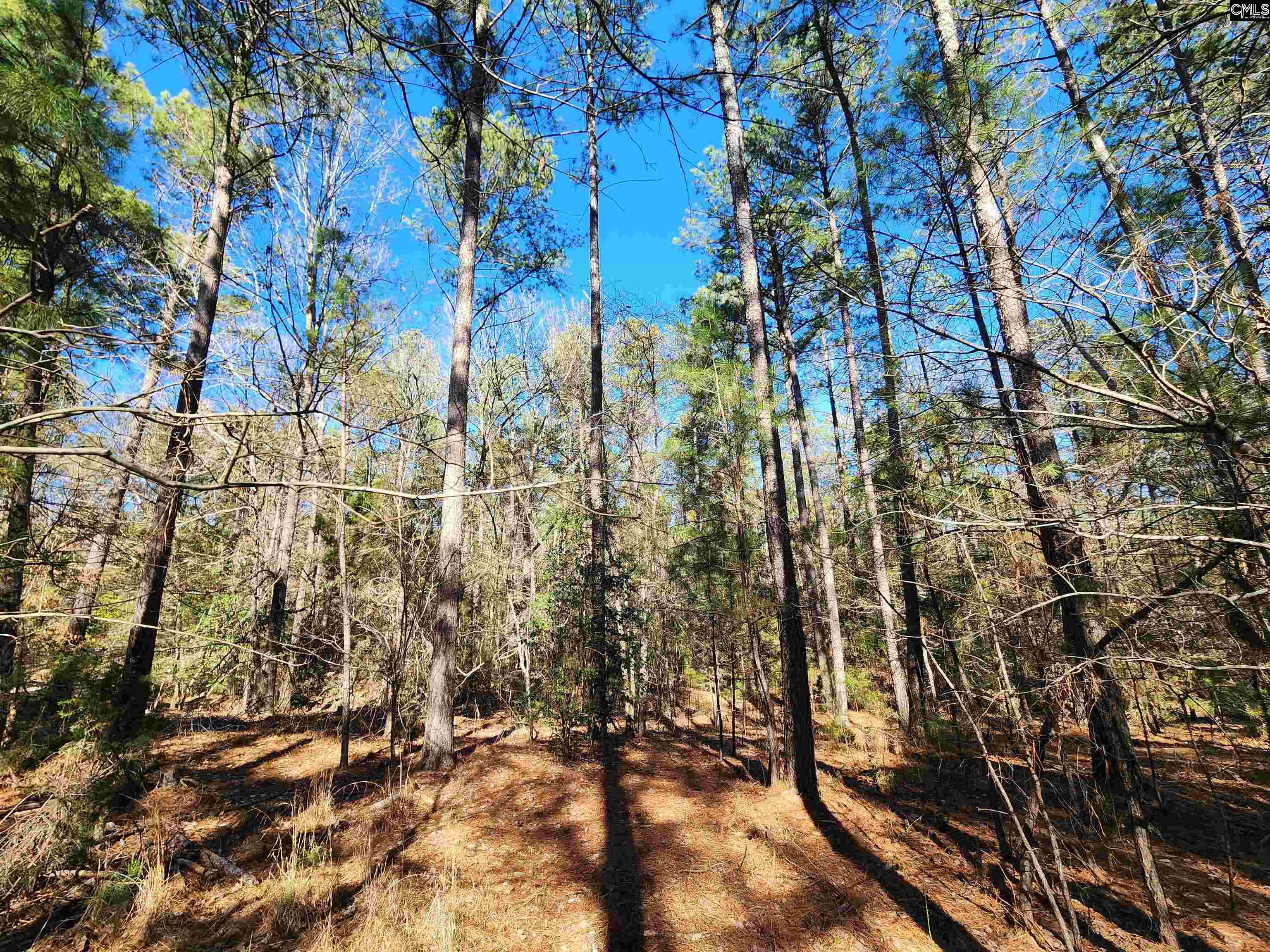 1125 Dan Comalander Drive, Chapin, South Carolina image 14