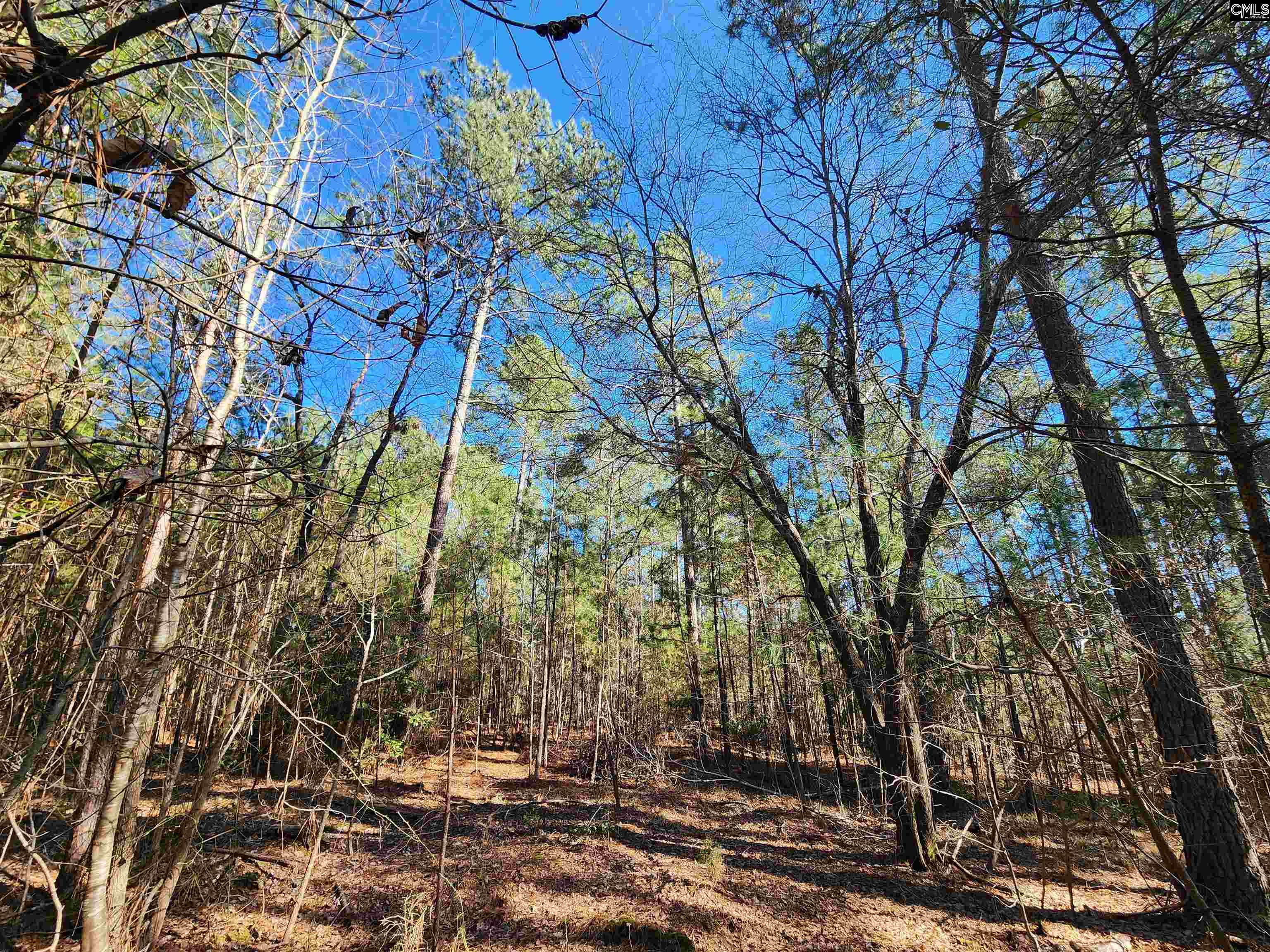 1125 Dan Comalander Drive, Chapin, South Carolina image 18