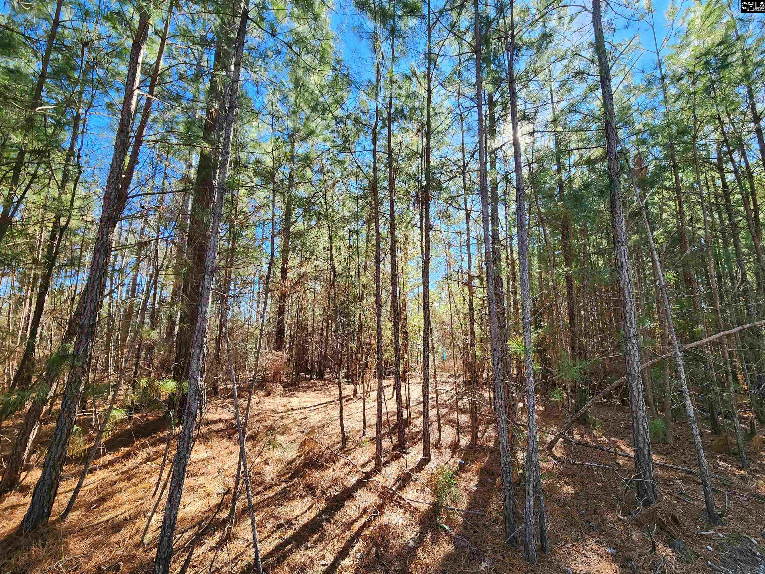1125 Dan Comalander Drive, Chapin, South Carolina image 9