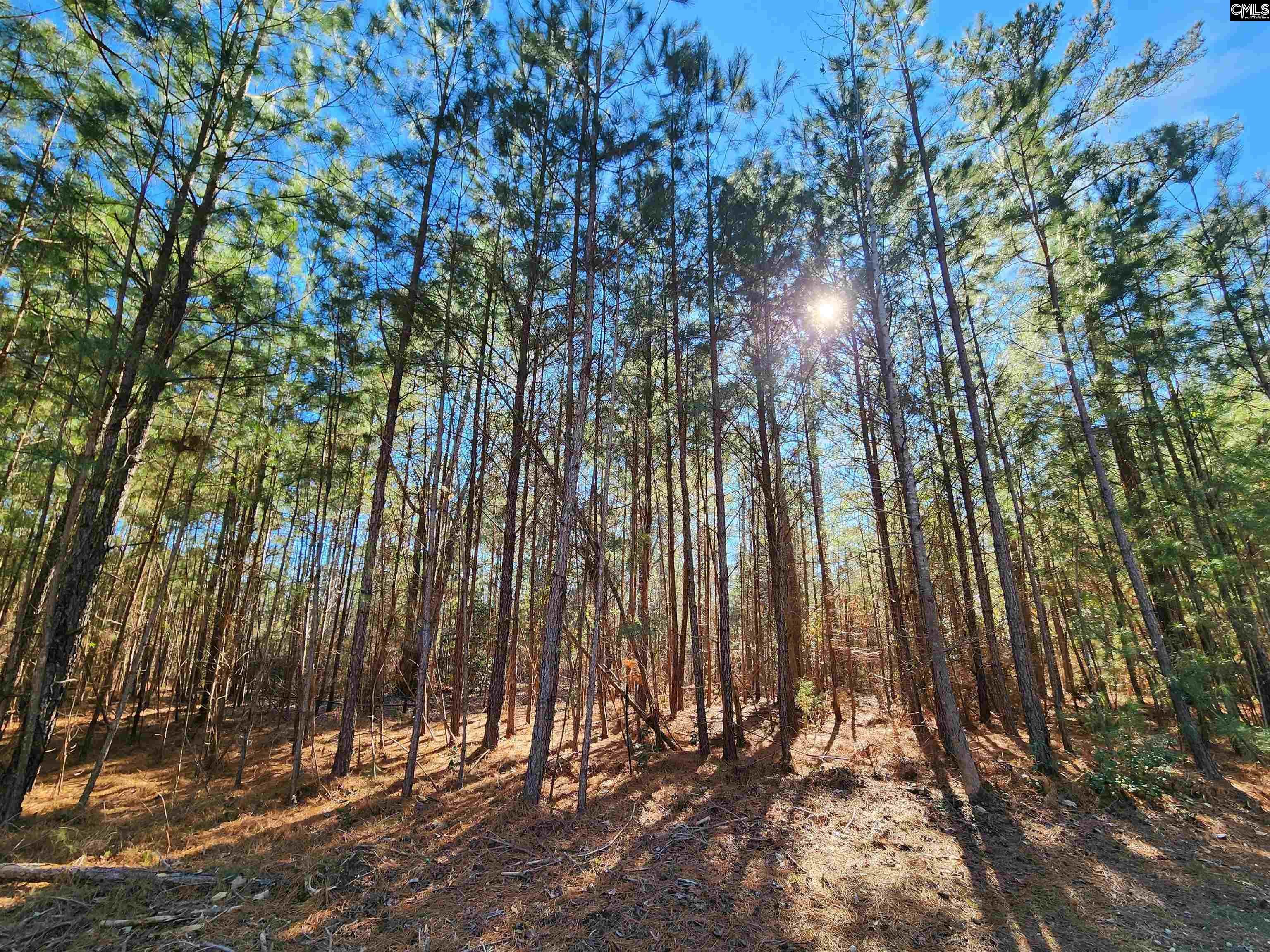 1125 Dan Comalander Drive, Chapin, South Carolina image 10