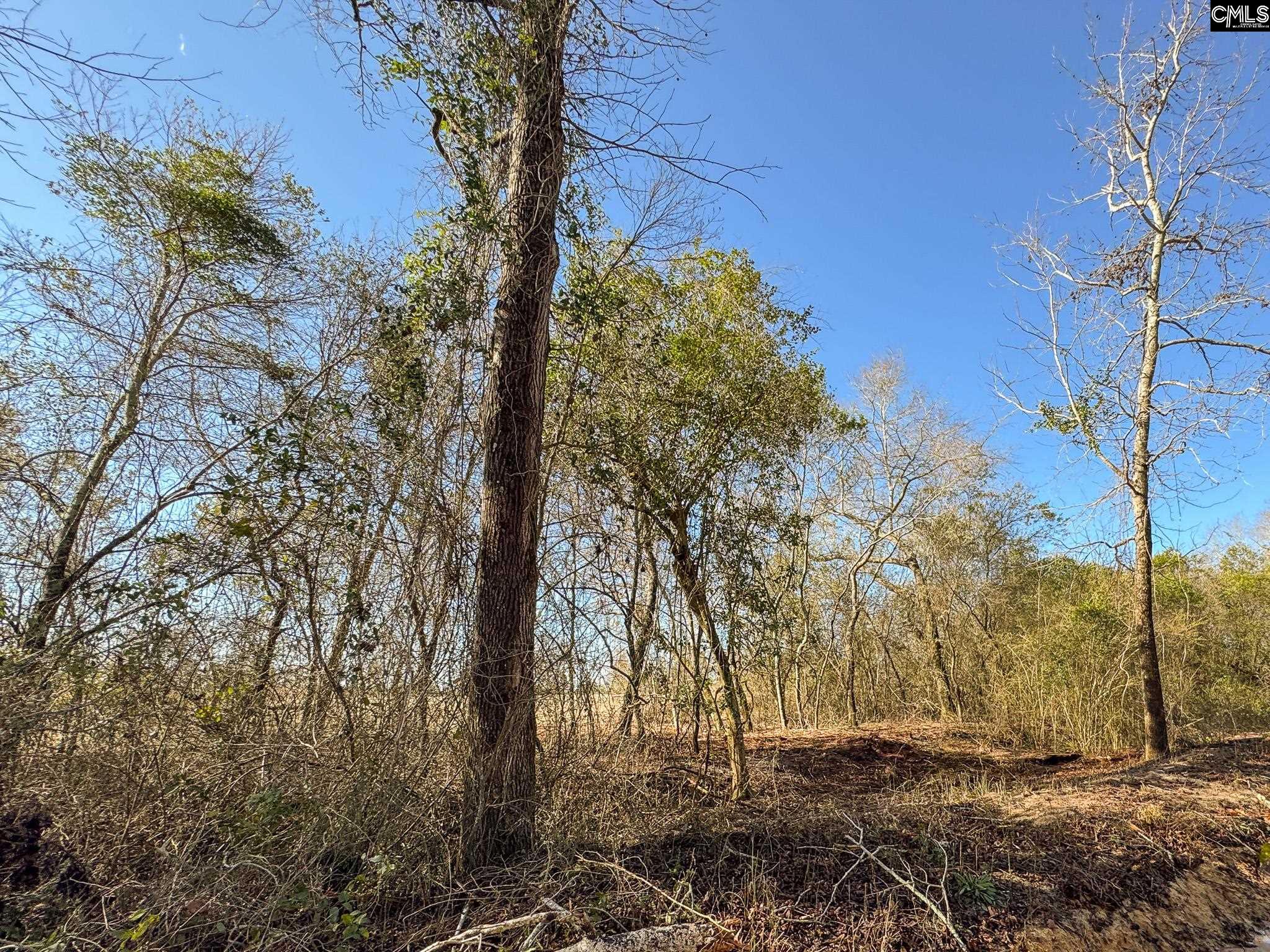 Palomino Road #LOT 11, Leesville, South Carolina image 2
