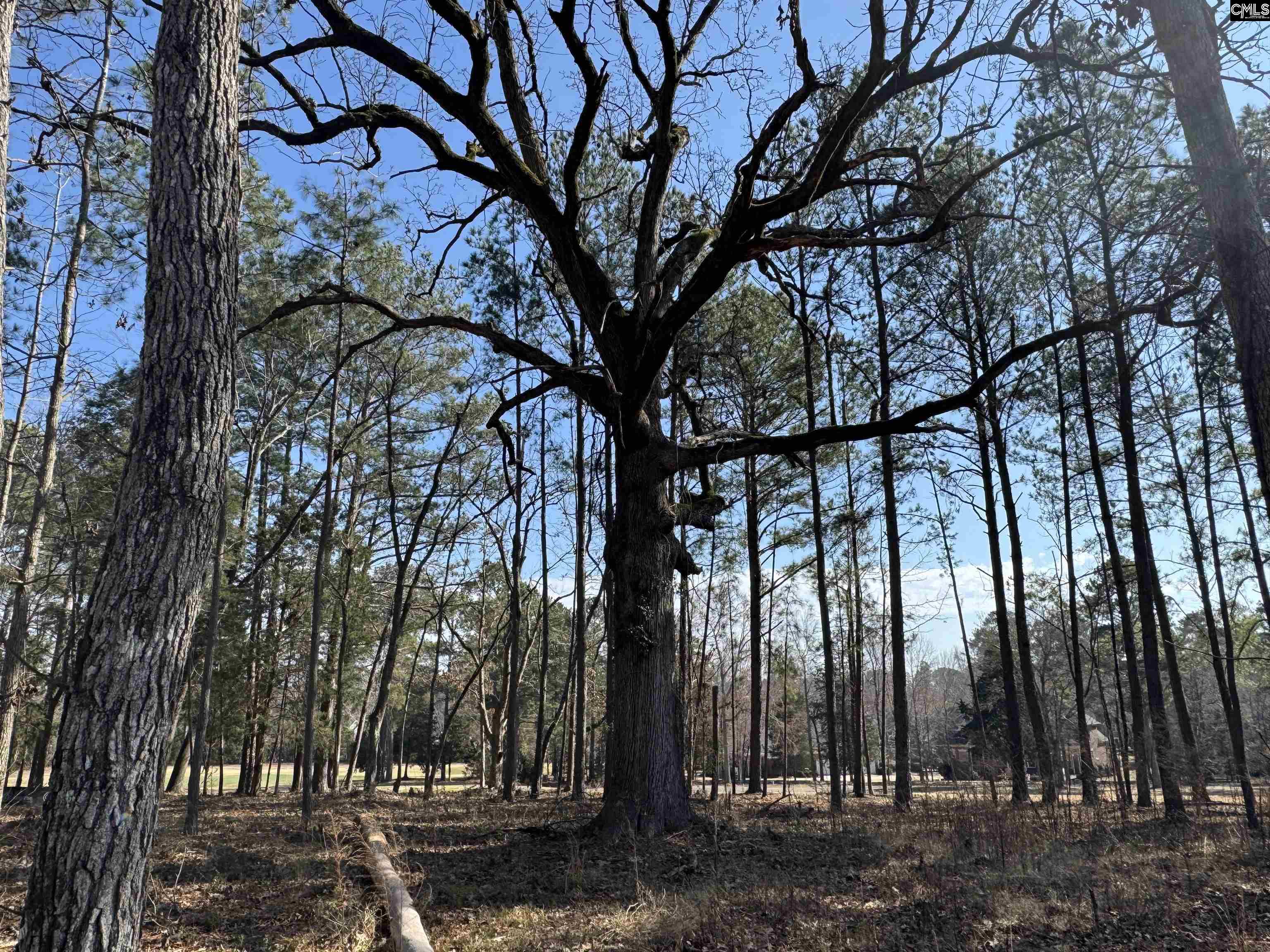Misty Banks Drive, Chapin, South Carolina image 5