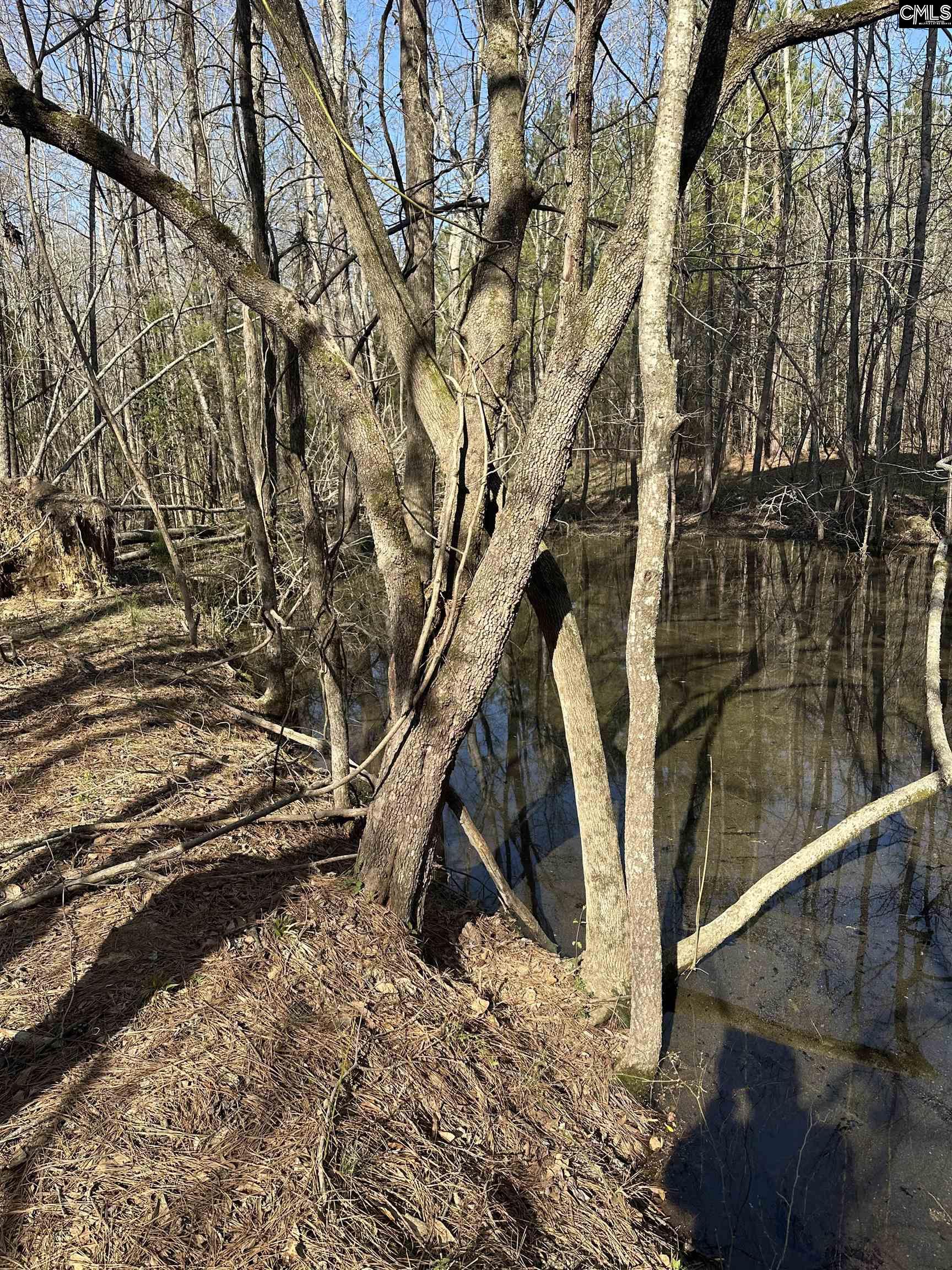 Speigner Road, Ridge Spring, South Carolina image 4