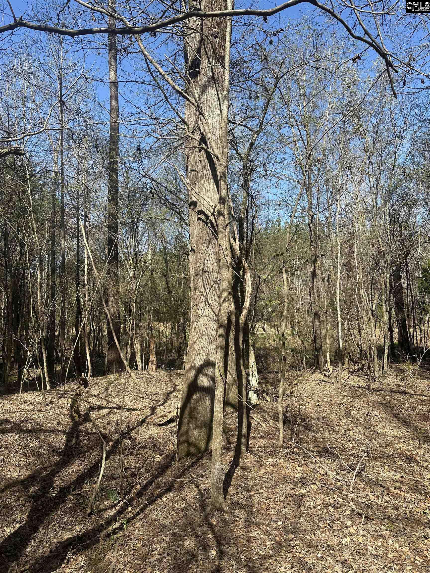 Speigner Road, Ridge Spring, South Carolina image 5