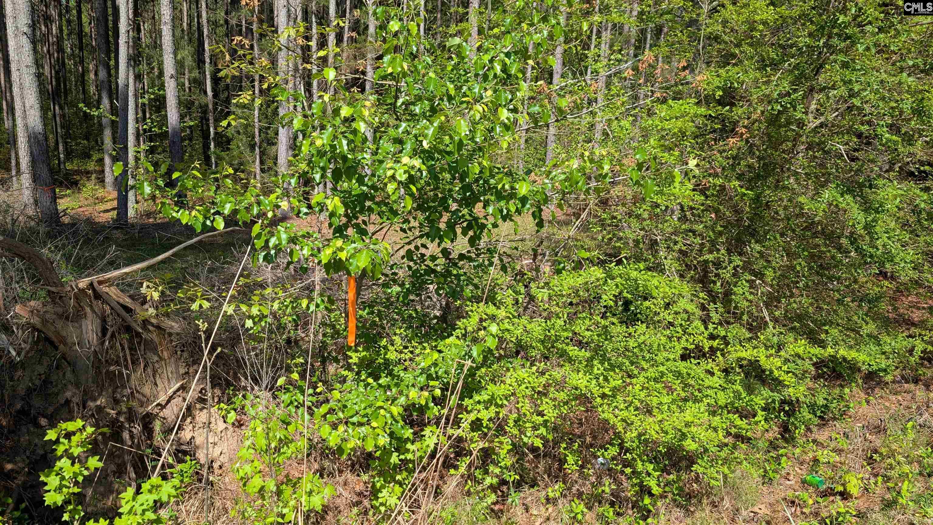 TBD Boyd Road, Blackstock, South Carolina image 11