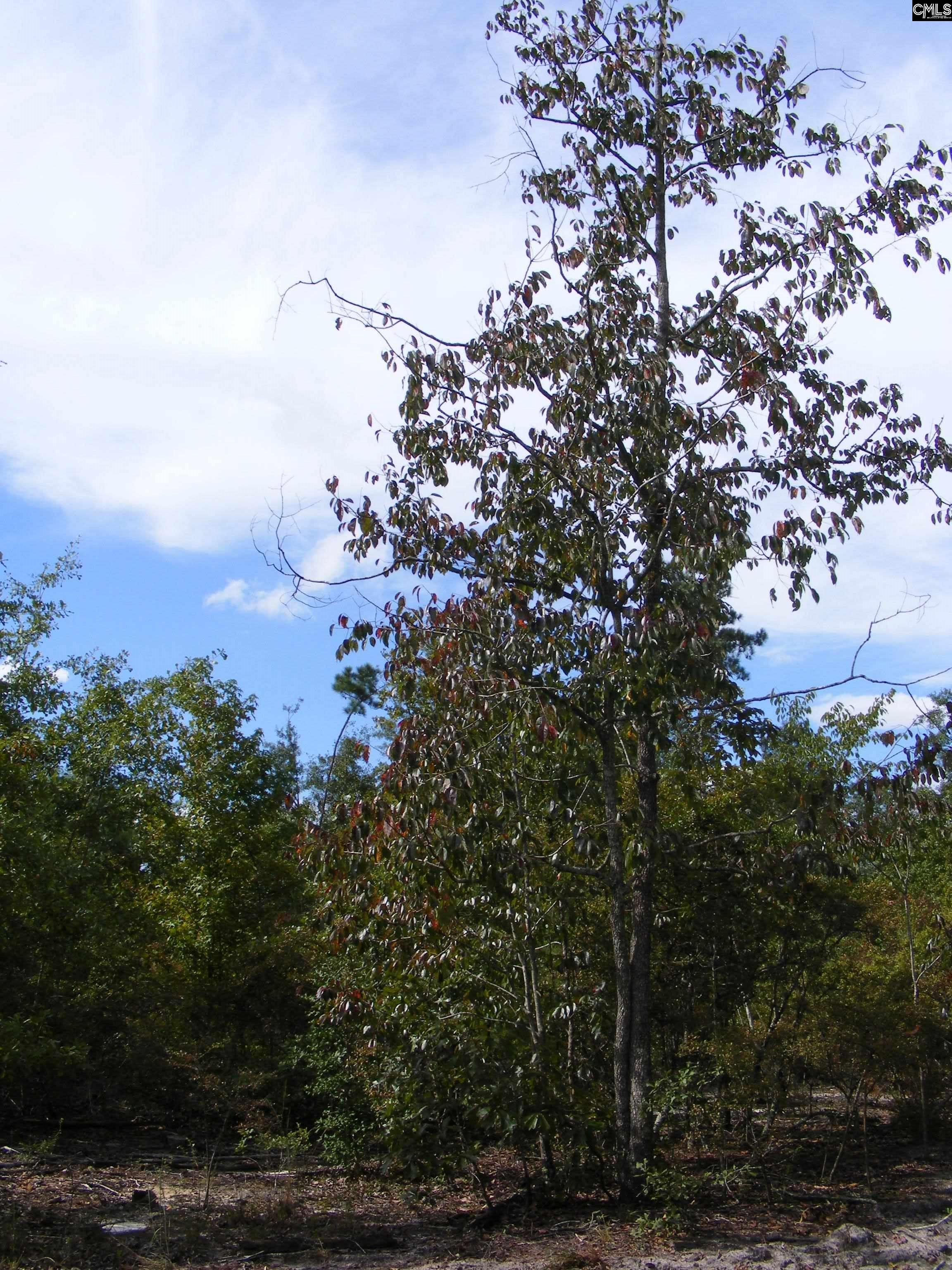 00 Az Road, North, South Carolina image 11