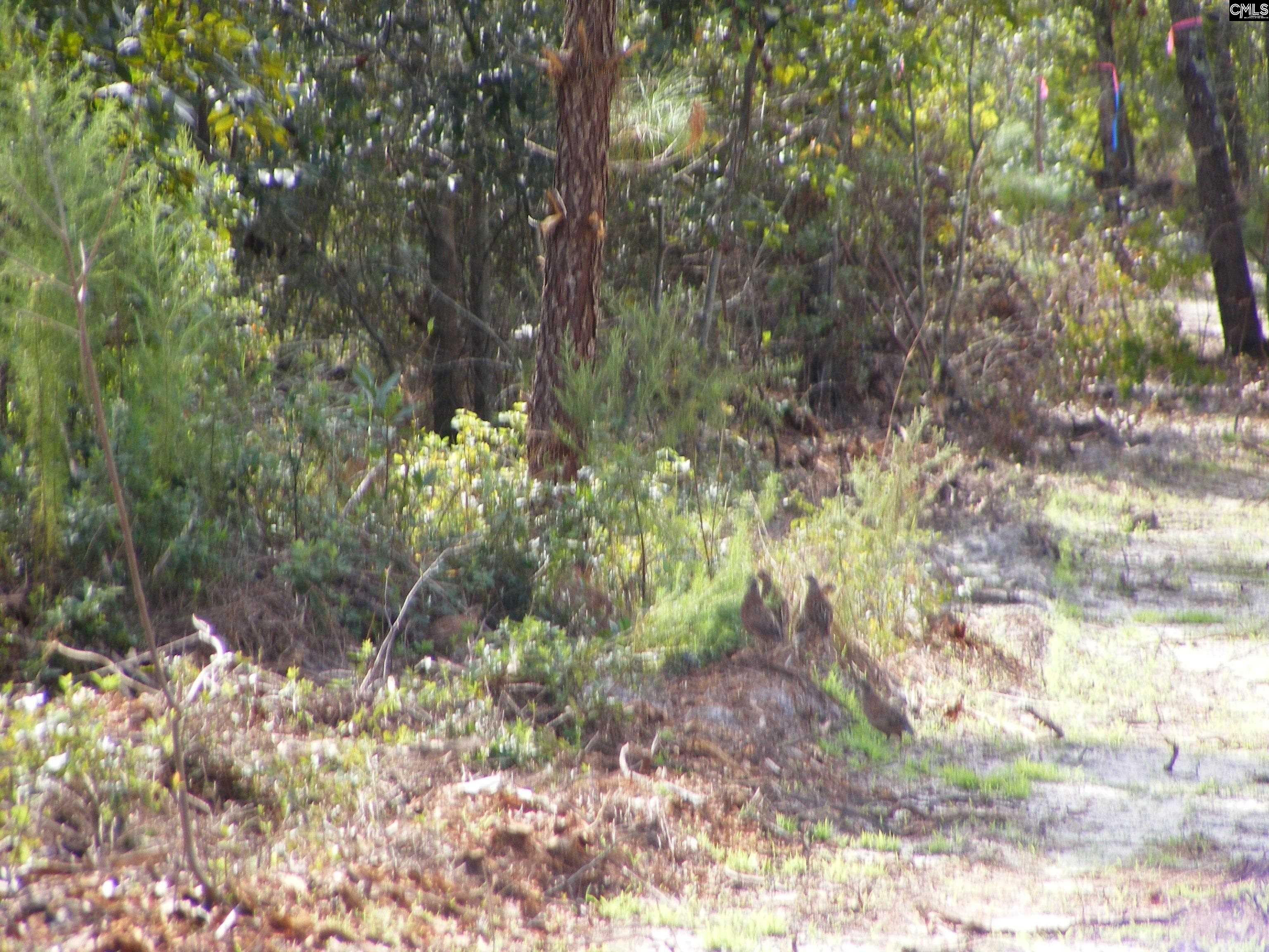 00 Az Road, North, South Carolina image 13