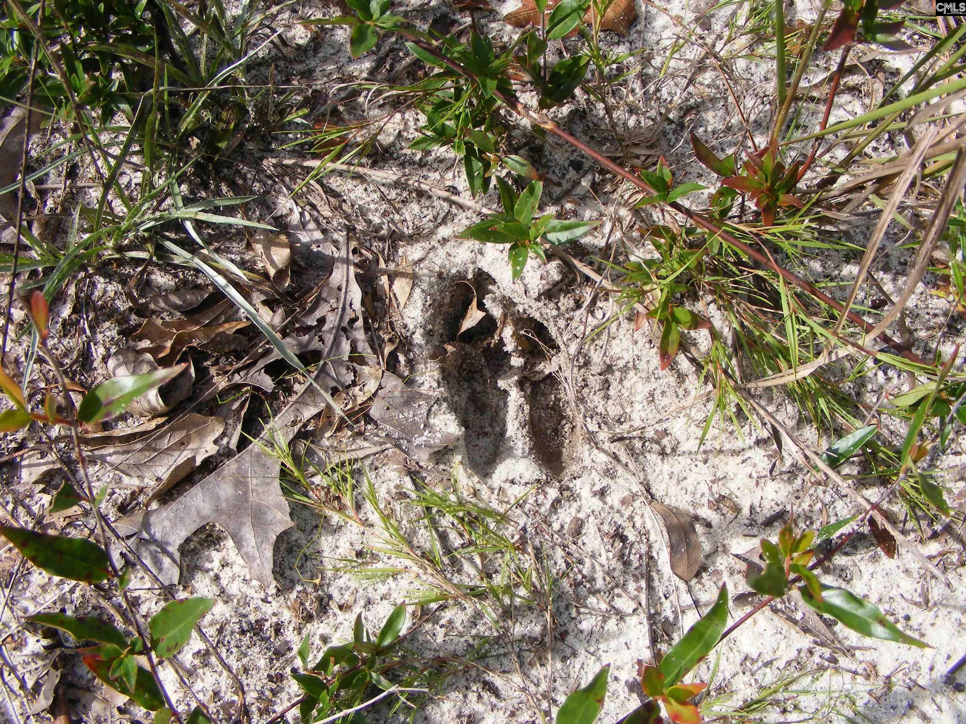 00 Az Road, North, South Carolina image 16