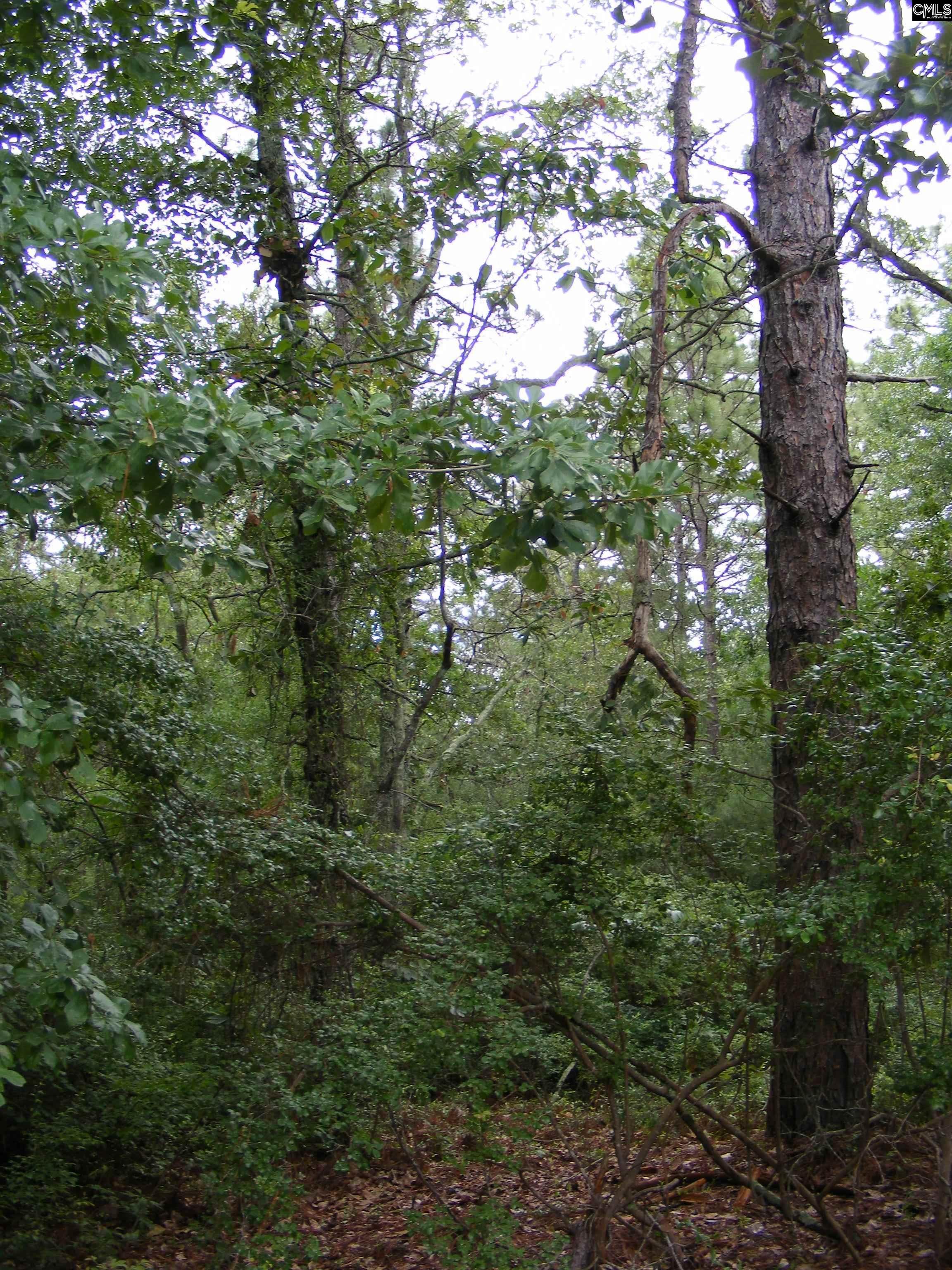133 Tom Lucas Road, Pelion, South Carolina image 3