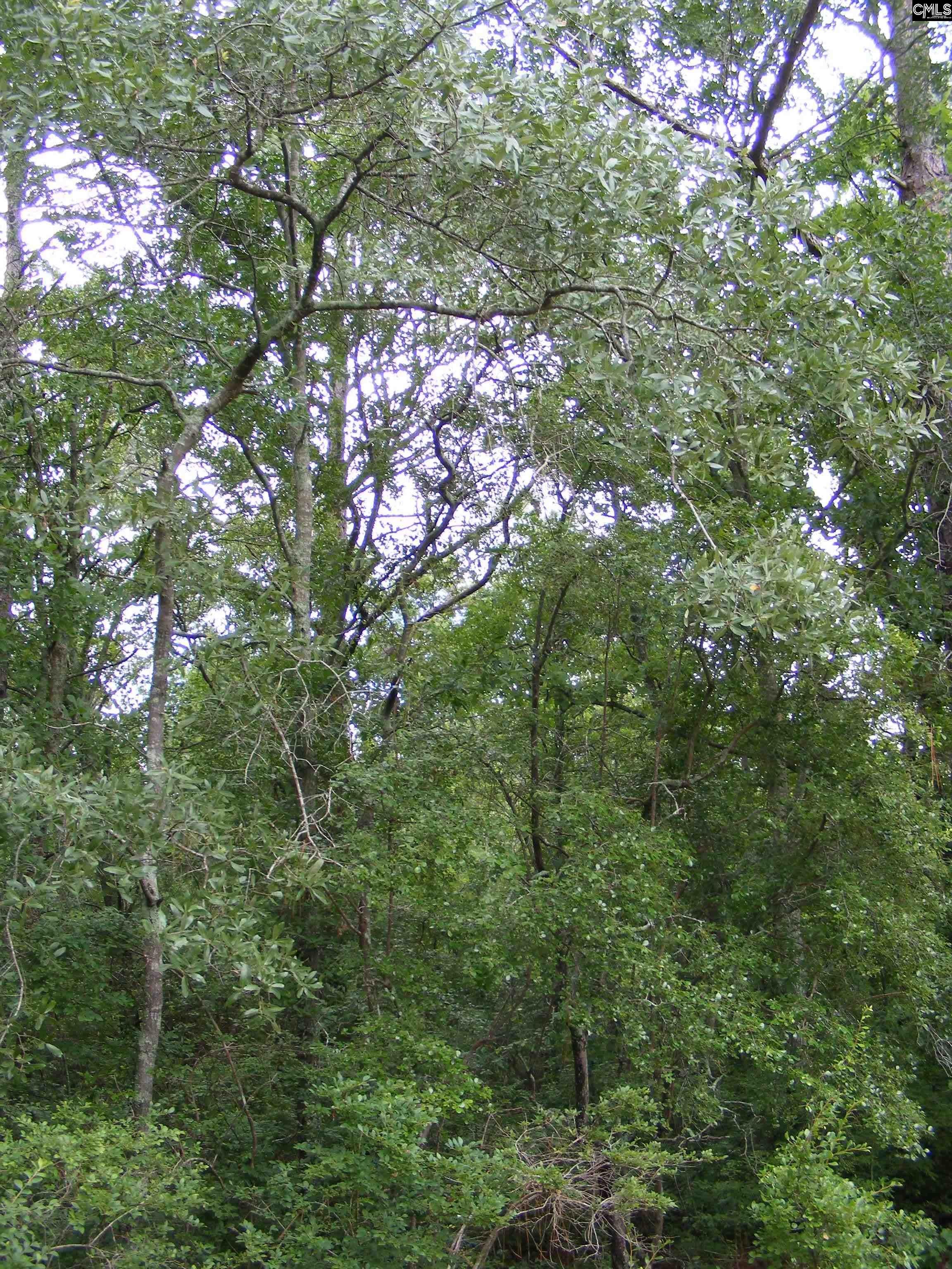 133 Tom Lucas Road, Pelion, South Carolina image 4