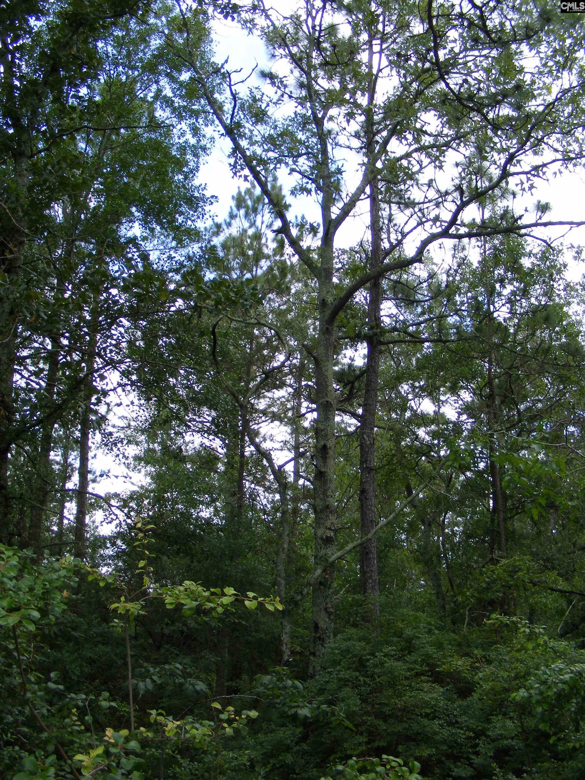 133 Tom Lucas Road, Pelion, South Carolina image 5
