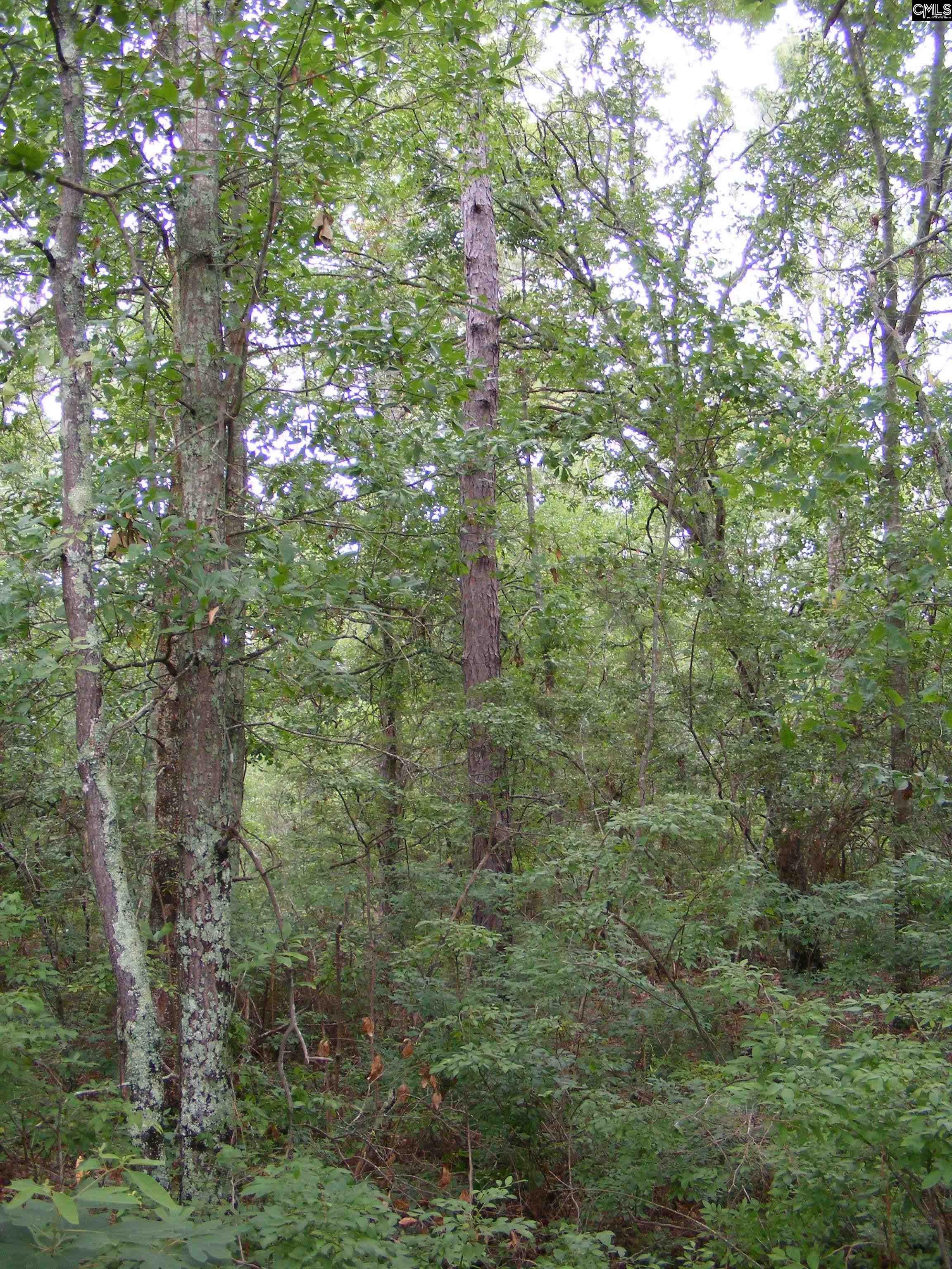 133 Tom Lucas Road, Pelion, South Carolina image 6