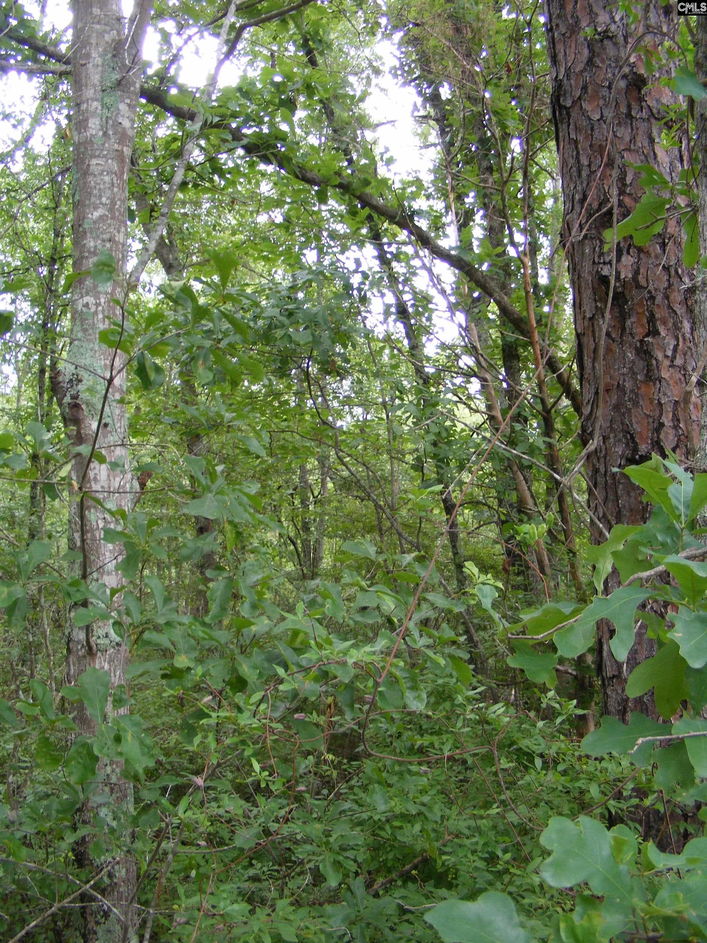 133 Tom Lucas Road, Pelion, South Carolina image 7