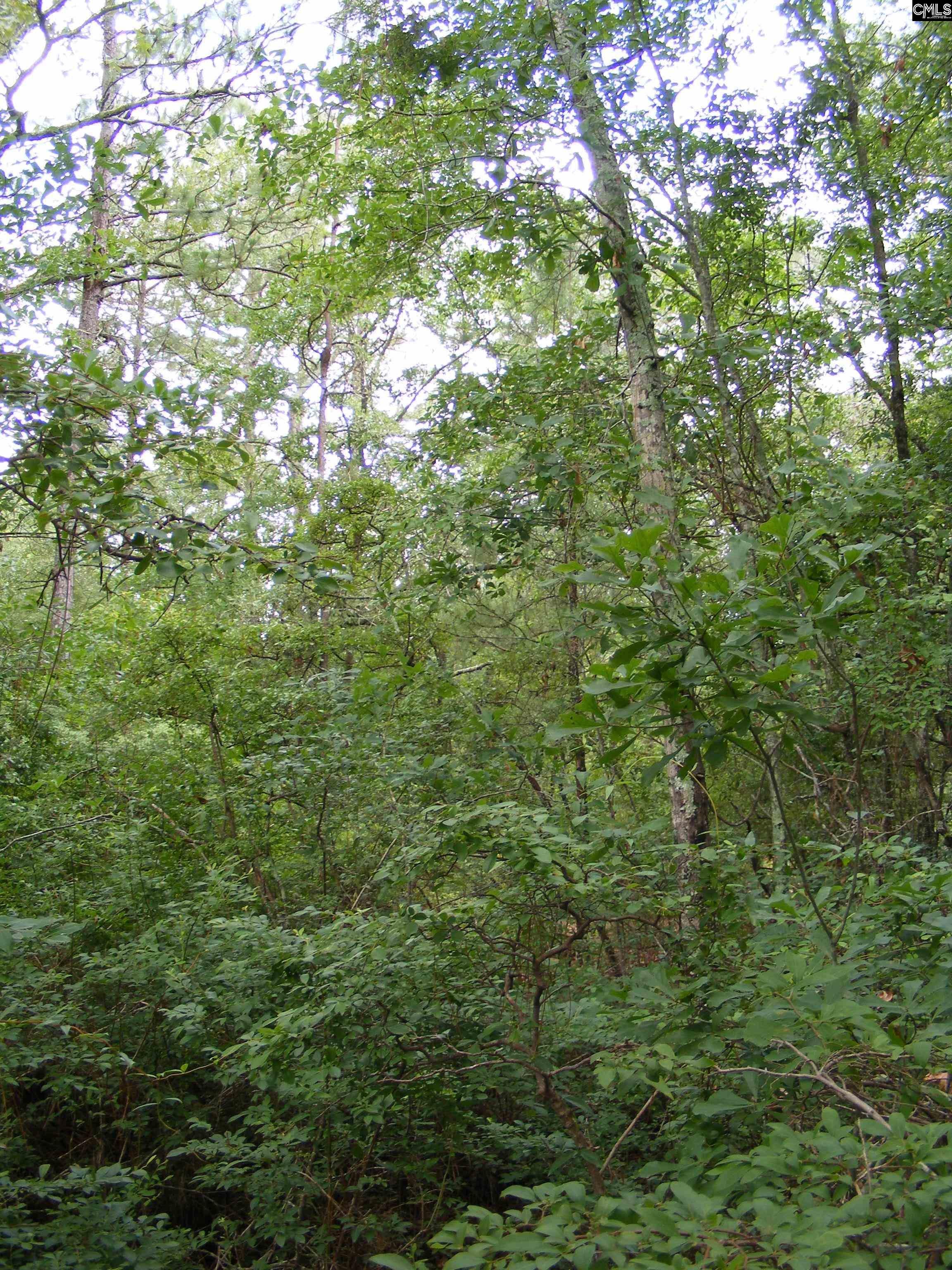 133 Tom Lucas Road, Pelion, South Carolina image 8