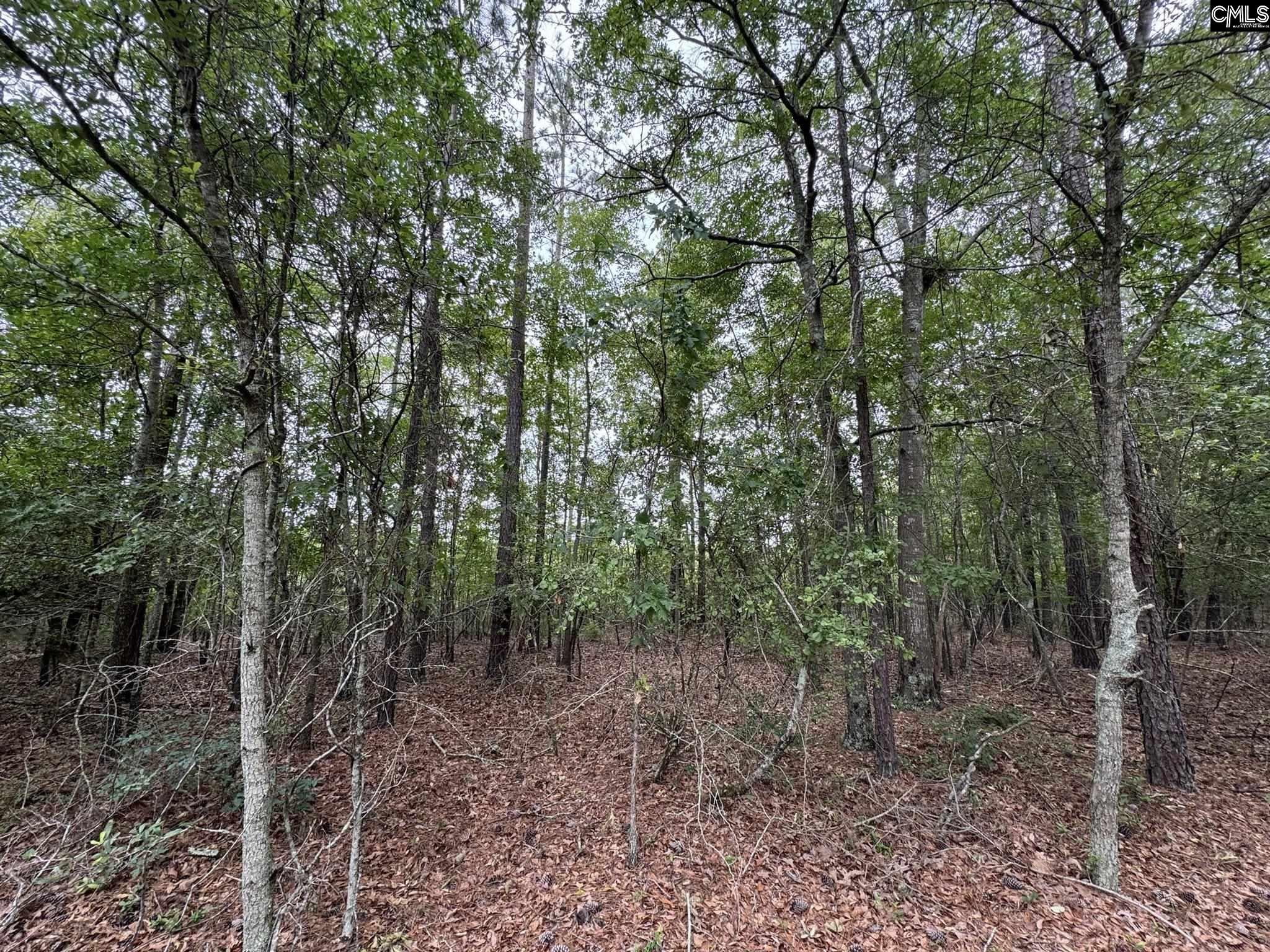 Farm Road, Swansea, South Carolina image 25