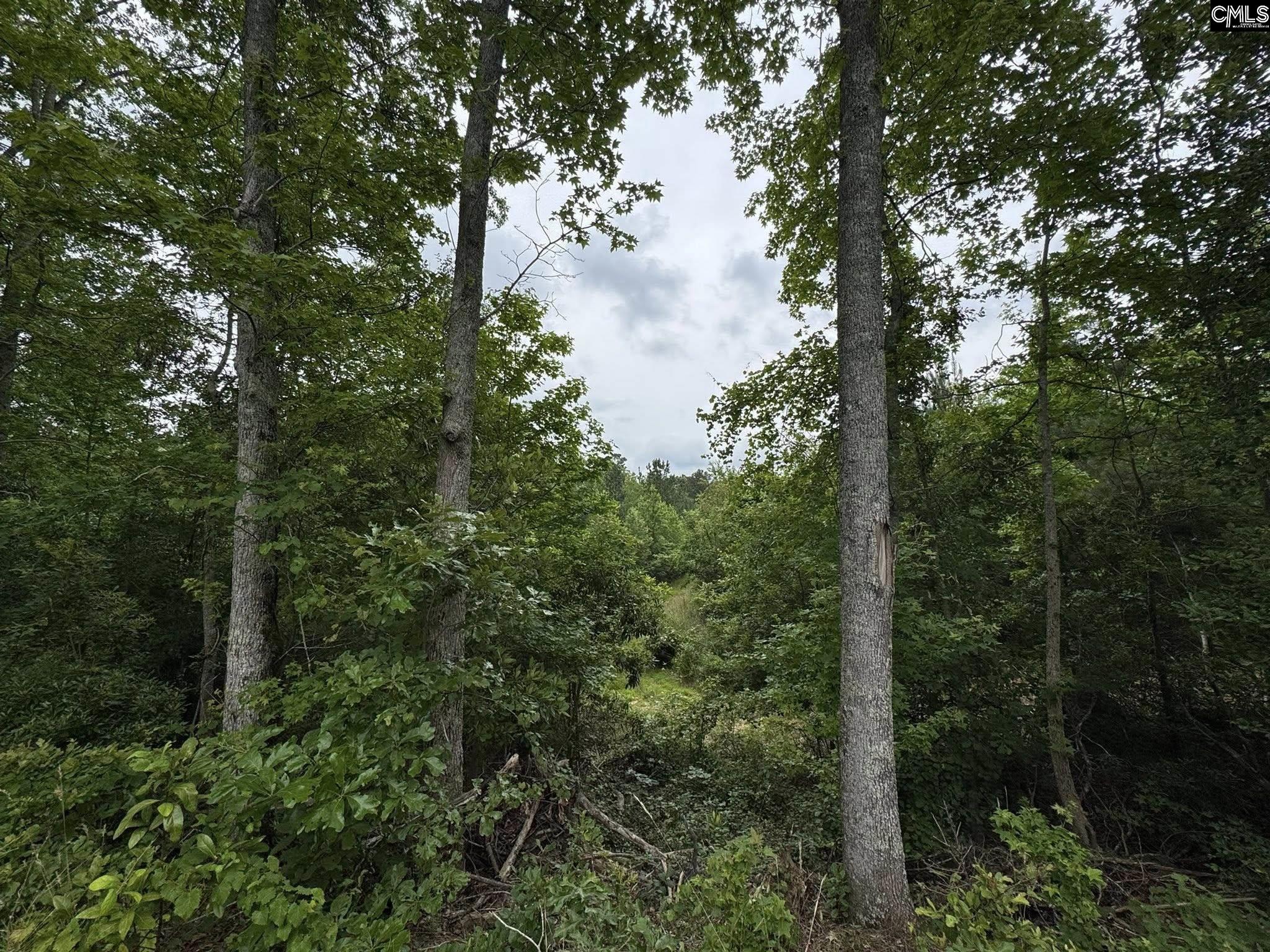 Farm Road, Swansea, South Carolina image 6