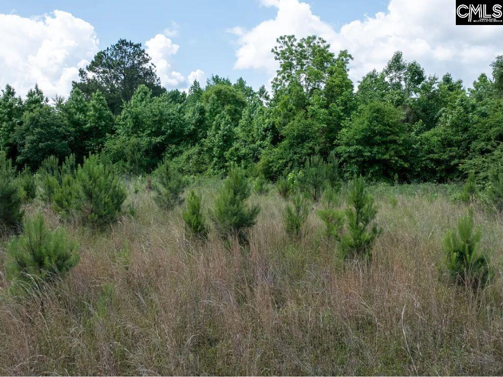 Winter Creek Road, Bowman, South Carolina image 15