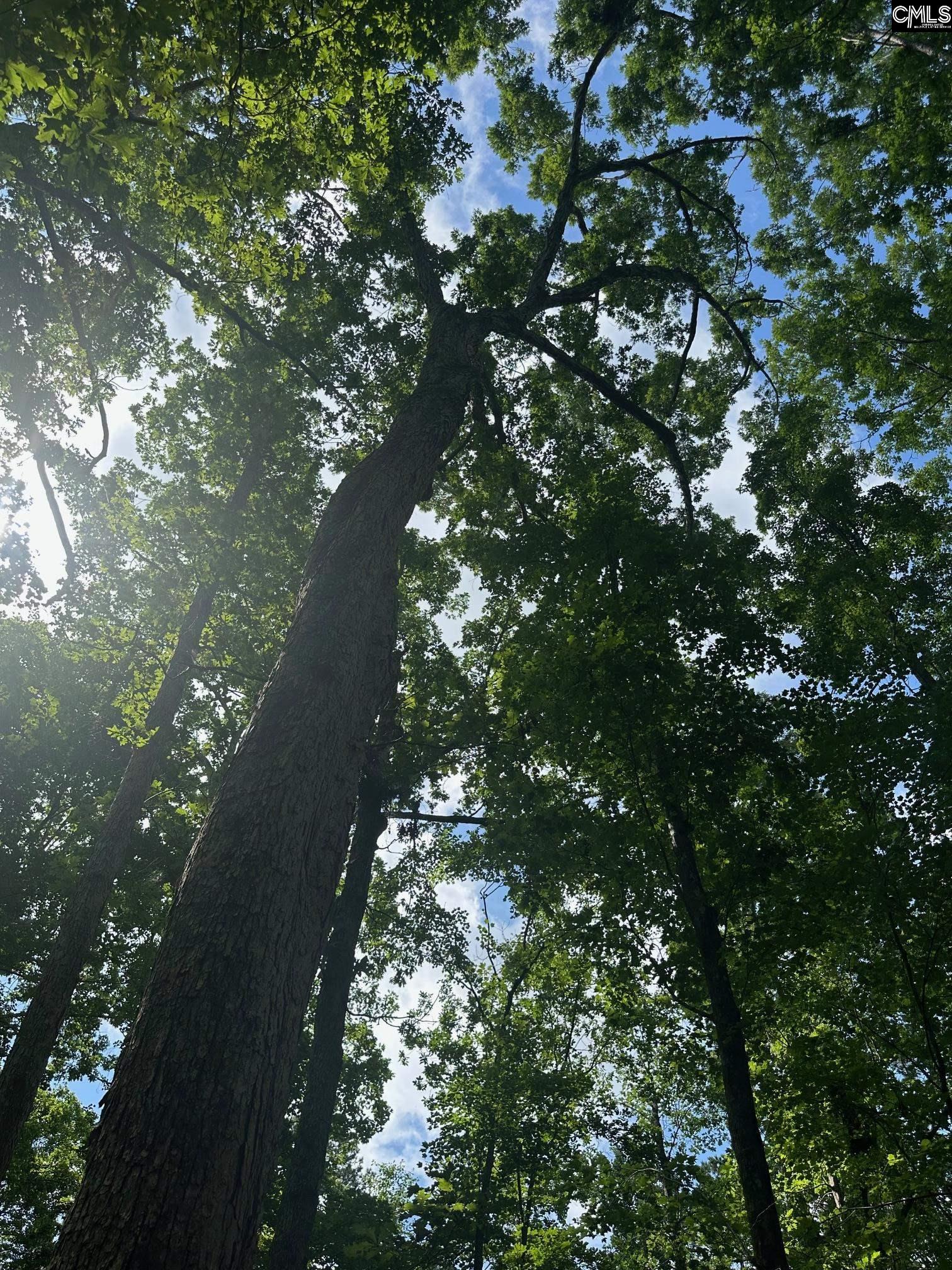 Mill Road, Little Mountain, South Carolina image 9