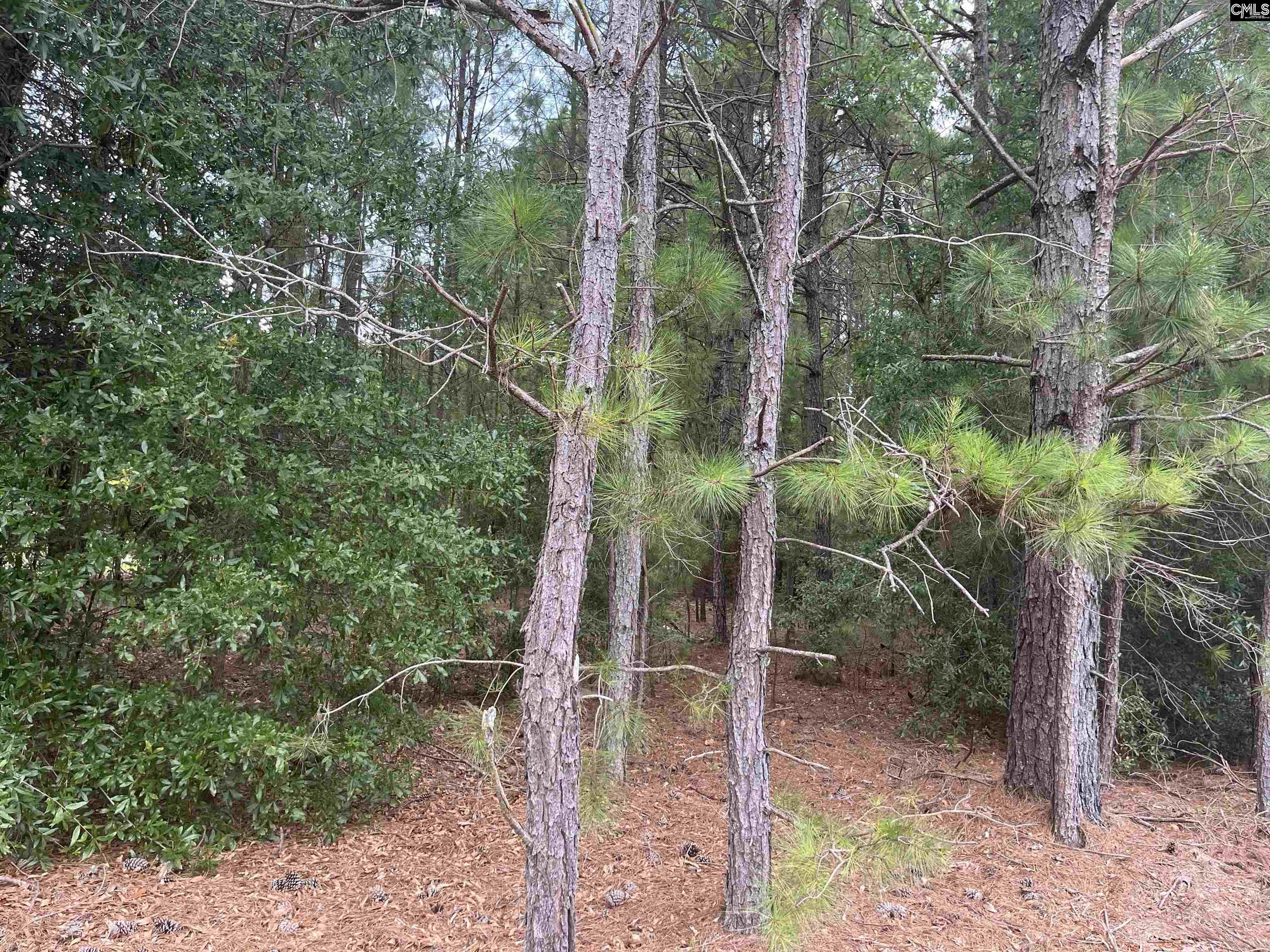 TBD Festival Trail Road, Salley, South Carolina image 3