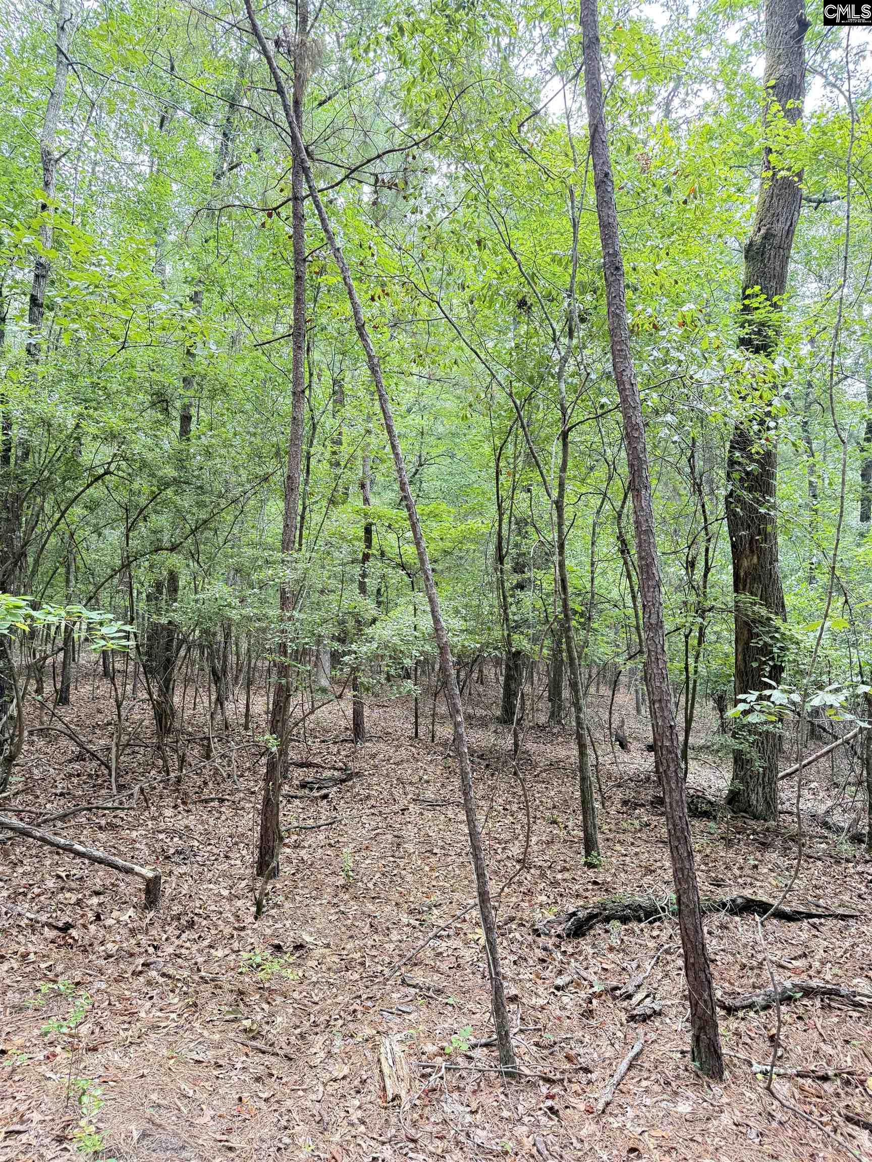 Gerrie Lane, West Columbia, South Carolina image 11