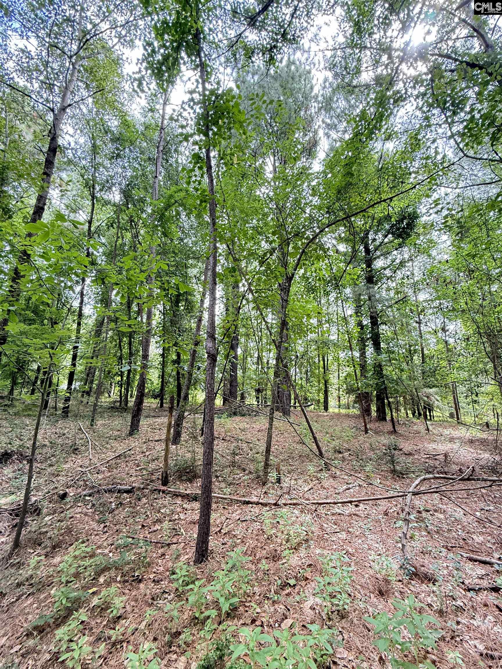 Gerrie Lane, West Columbia, South Carolina image 12