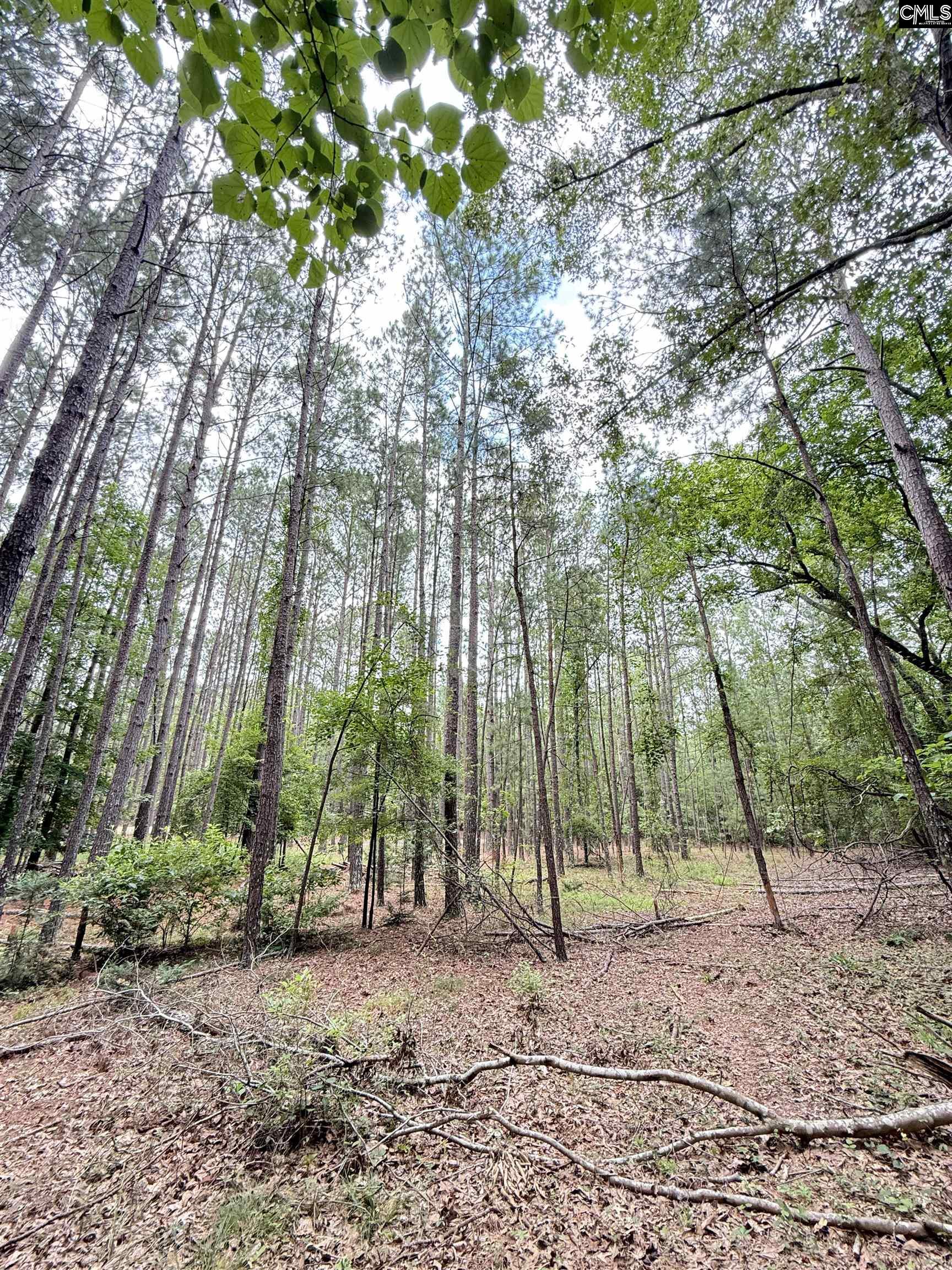 Gerrie Lane, West Columbia, South Carolina image 13