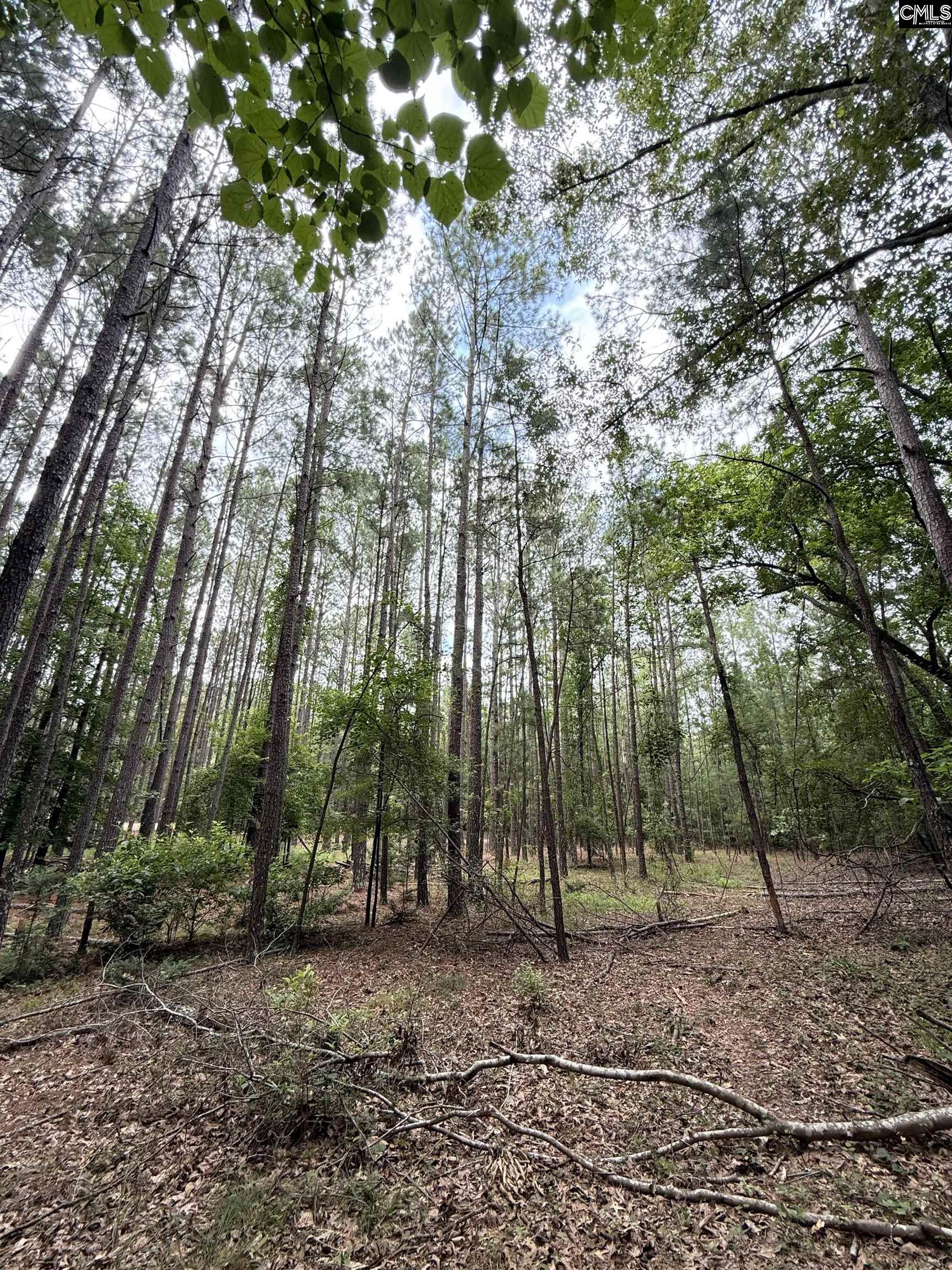 Gerrie Lane, West Columbia, South Carolina image 14