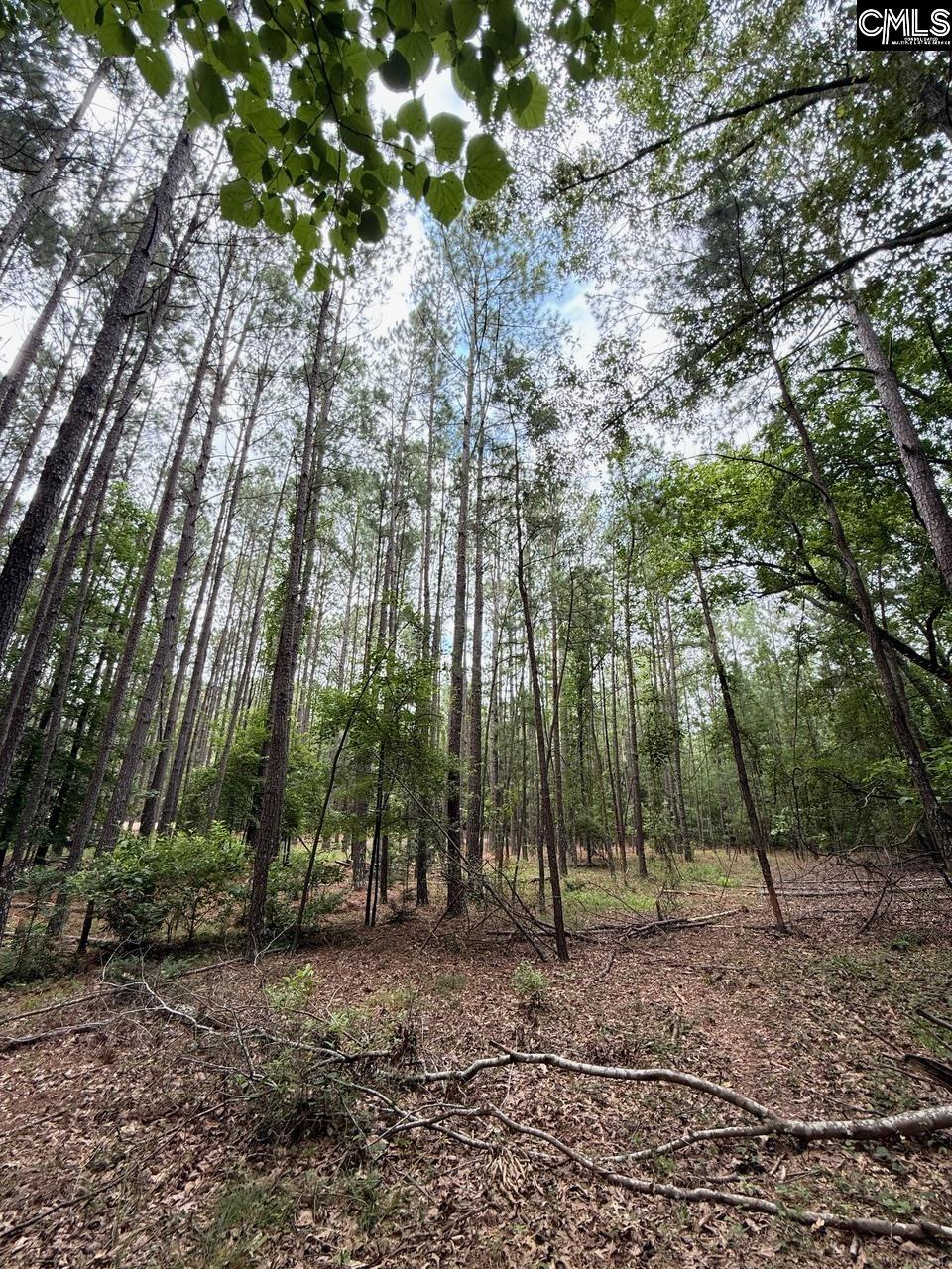 Gerrie Lane, West Columbia, South Carolina image 4