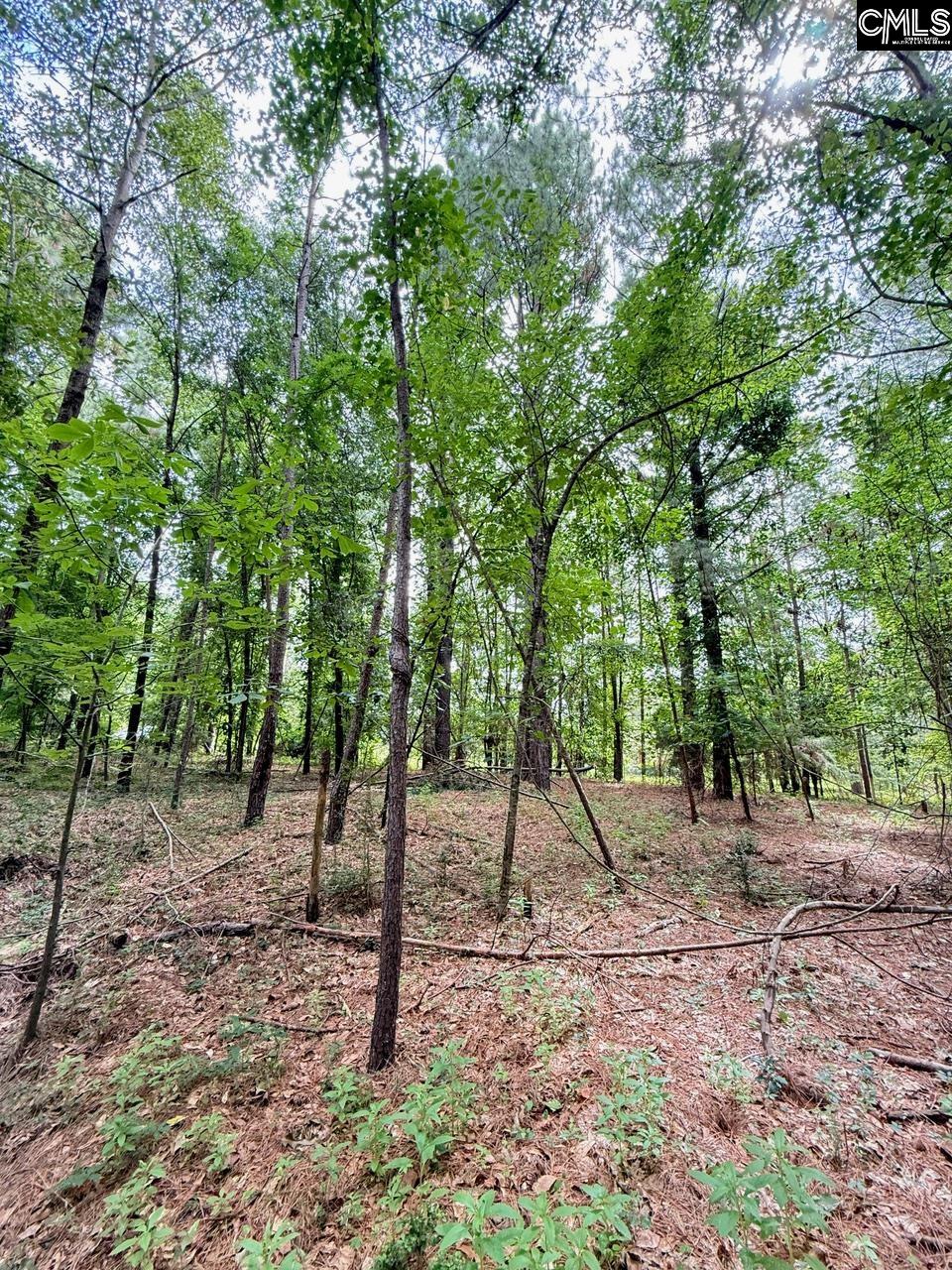 Gerrie Lane, West Columbia, South Carolina image 7