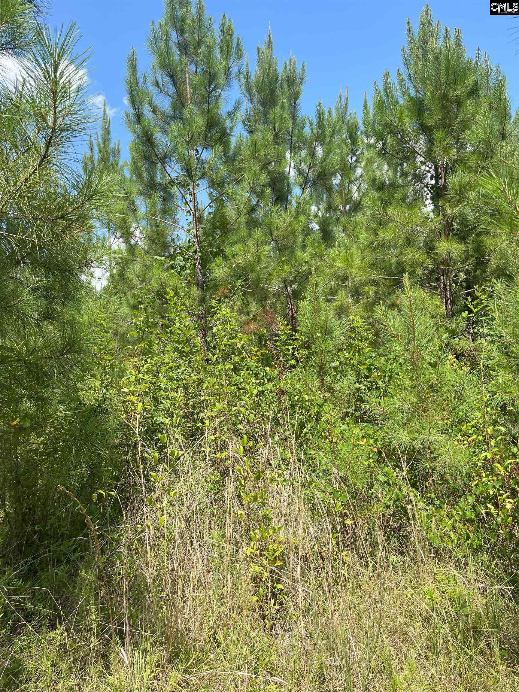 BFF 4 Brunson Teal Road UNIT BFF 4 Cheraw, SC 29584
