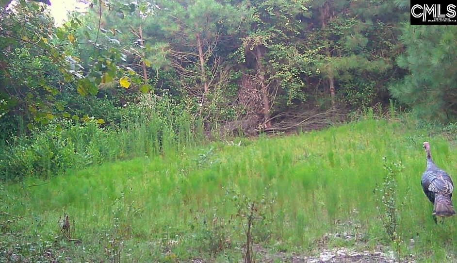 99.93 Acre Glover Chapel Way Swansea, SC 29160