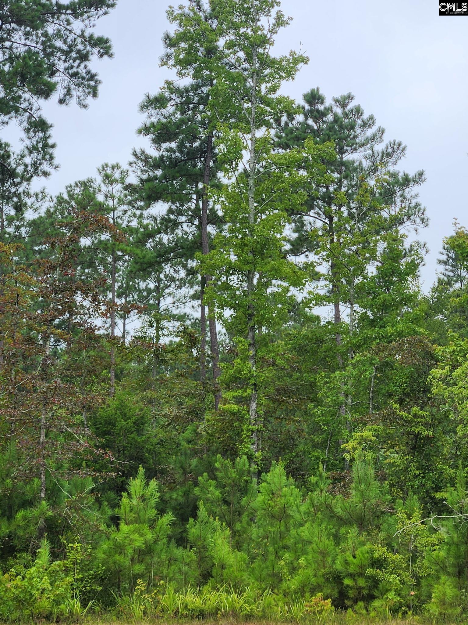 203 Legend Drive Saluda, SC 29138