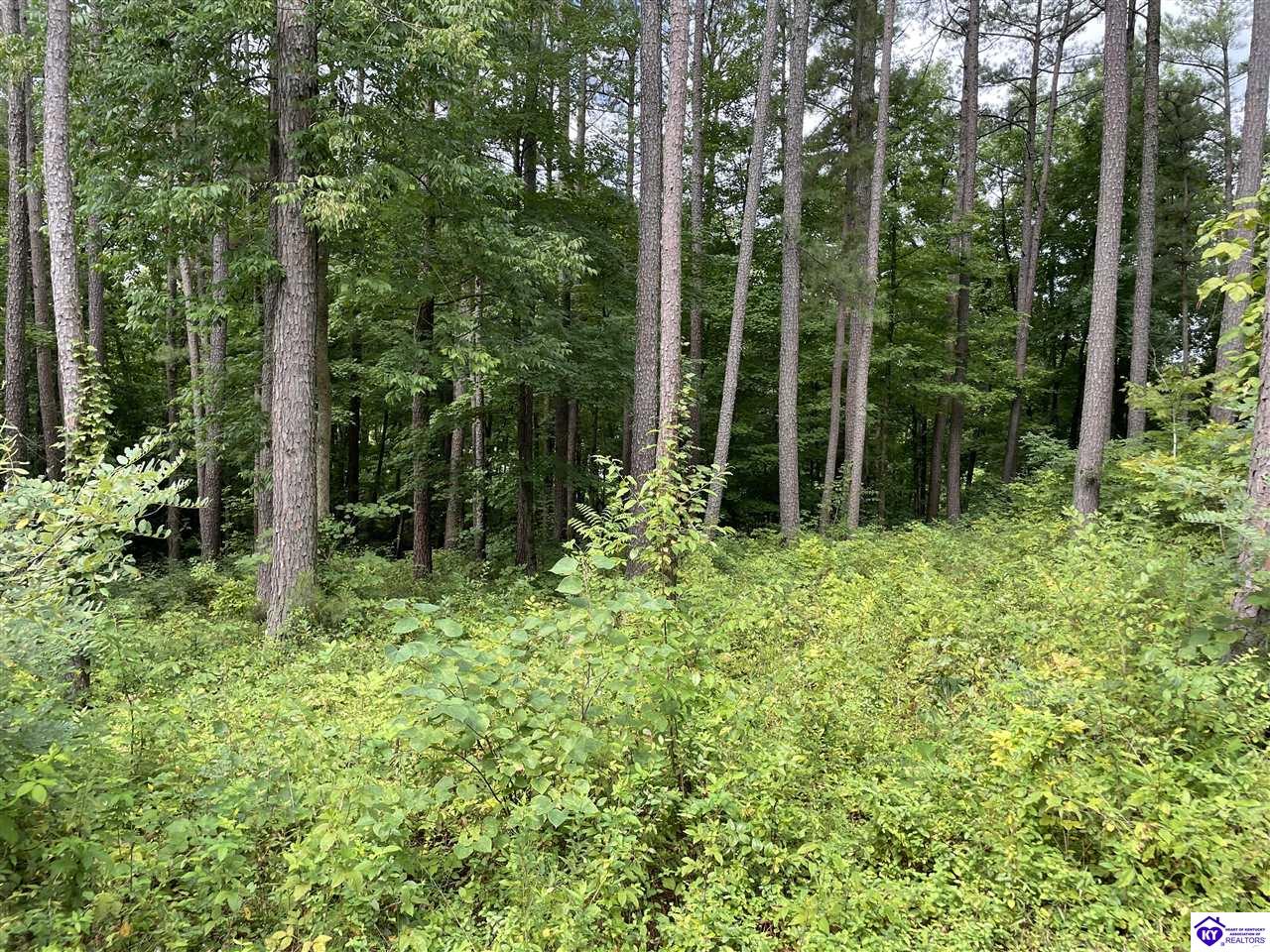 lot 13 Marina Point LaneFalls Of Rough, KY 40119