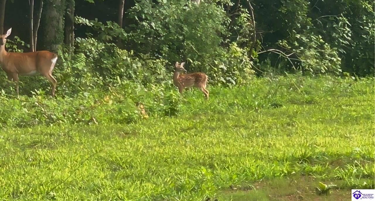 Listing Picture 1080 Tom Brown Road Vine Grove, KY 40175 MLS HK25001681