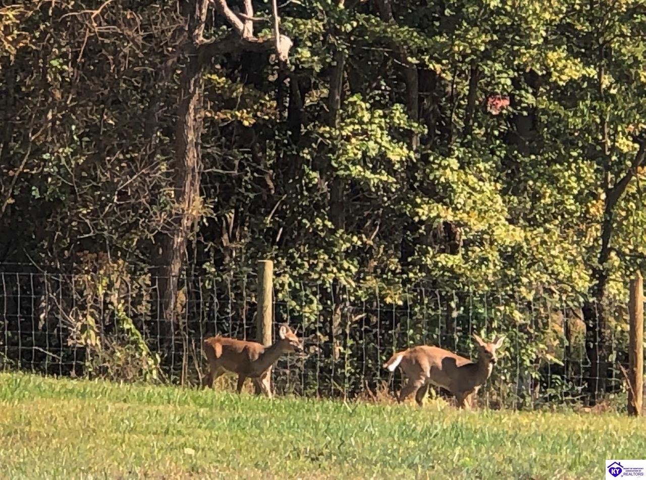 Listing Picture 1080 Tom Brown Road Vine Grove, KY 40175 MLS HK25001681