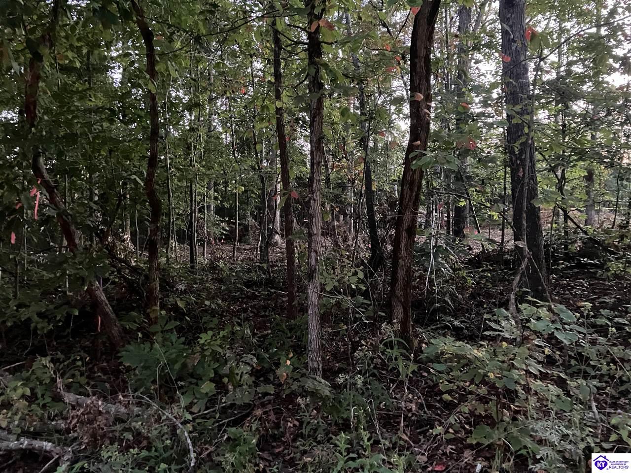 Rock Creek RoadLeitchfield,&nbsp;KY&nbsp;42754