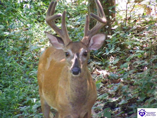 Listing Picture 487 Piping Rock Road Brandenburg, KY 40108 MLS HK10001346