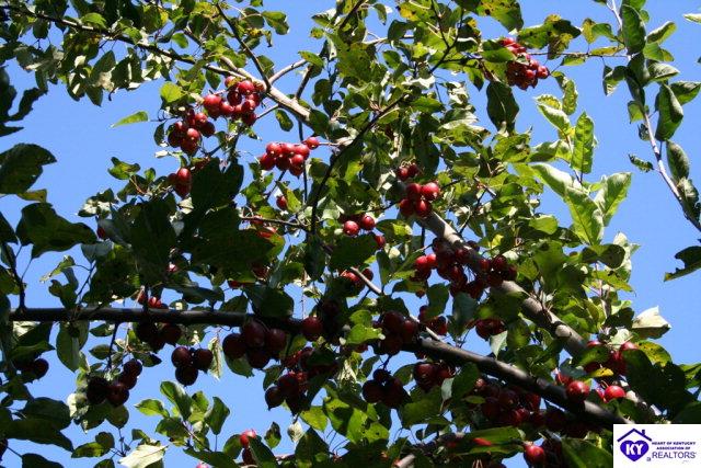 Listing Picture 1059 Greenway Drive Elizabethtown, KY 42701 MLS HK10002625