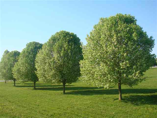 Listing Picture 990 Viers Lane Vine Grove, KY 40175 MLS HK10004616