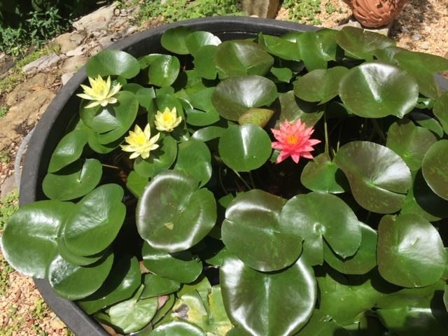 Listing Picture 305 Woods Road Elizabethtown, KY 42701 MLS HK10051284