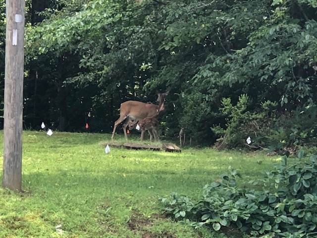 Listing Picture 305 Woods Road Elizabethtown, KY 42701 MLS HK10051284