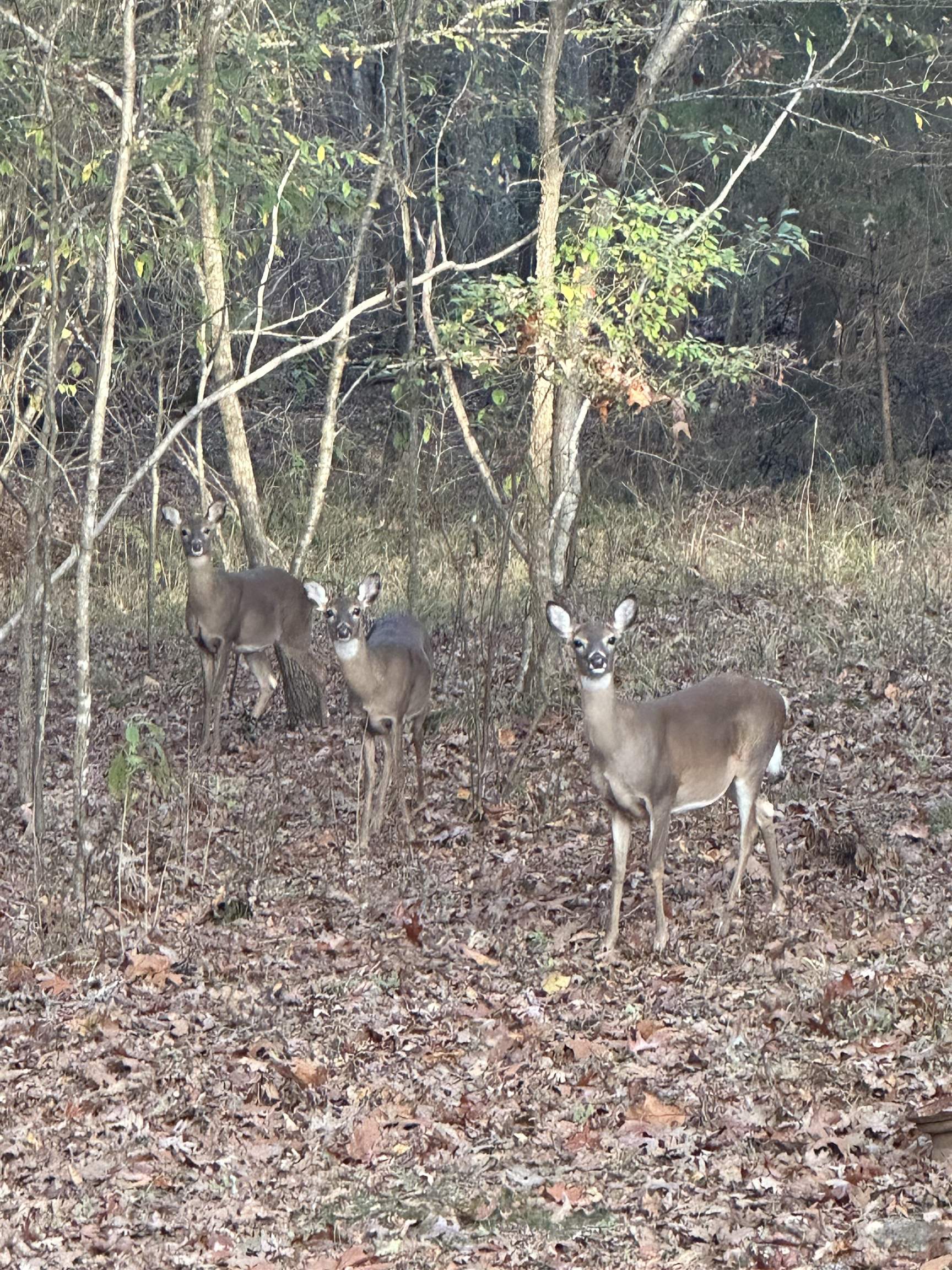 15882 Hwy 23